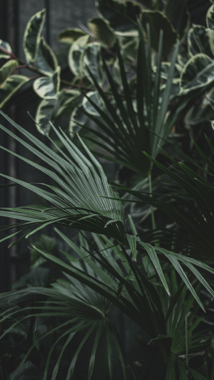 Обои семейство травы, лист, наземное растение, Флора, растительность в разрешении 750x1334