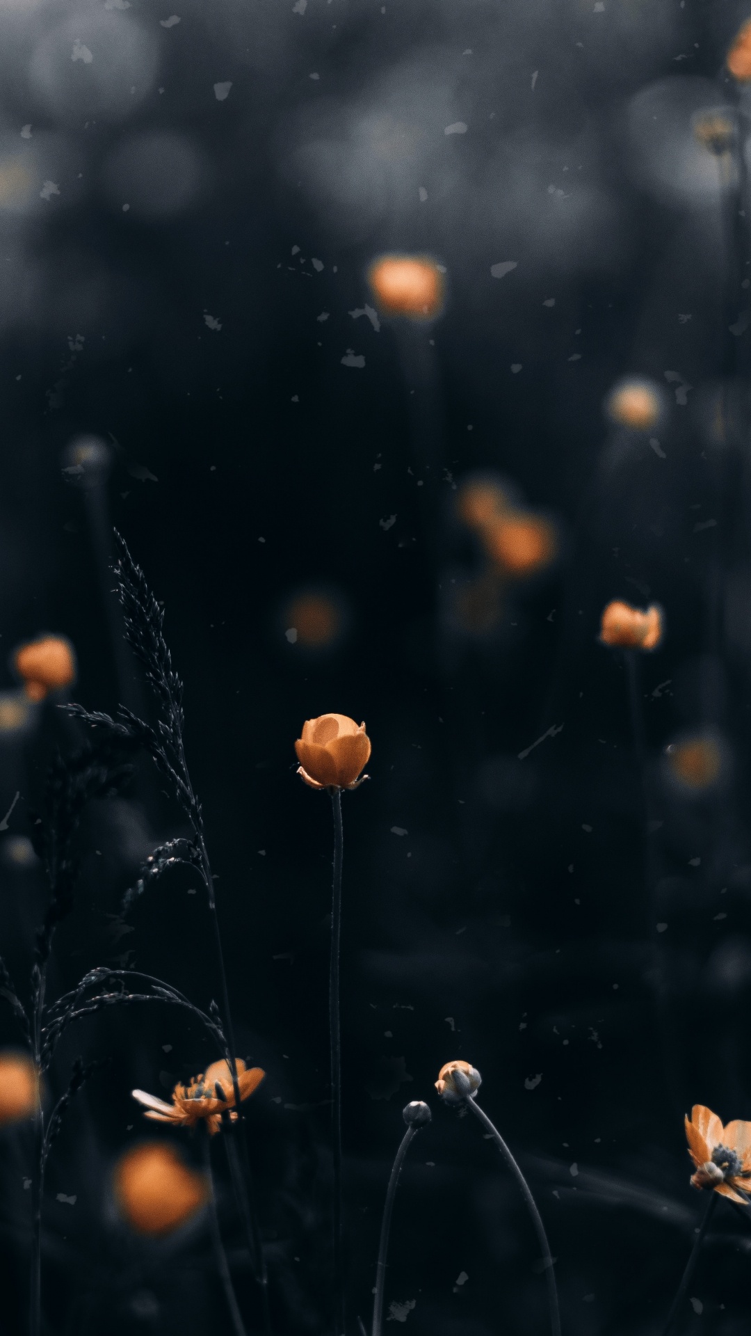 Обои видео, вода, фильм, лист, атмосфера в разрешении 1080x1920