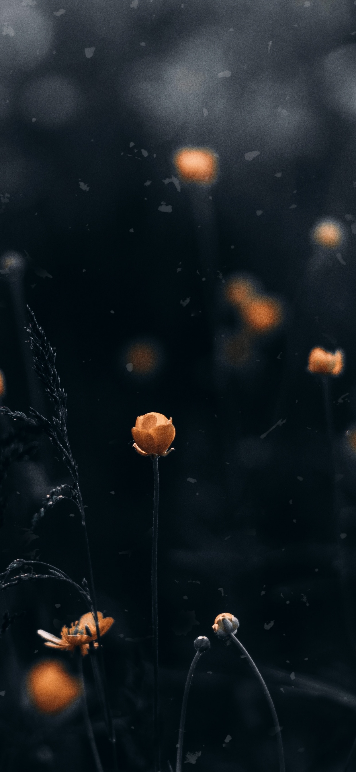 Обои видео, вода, фильм, лист, атмосфера в разрешении 1242x2688