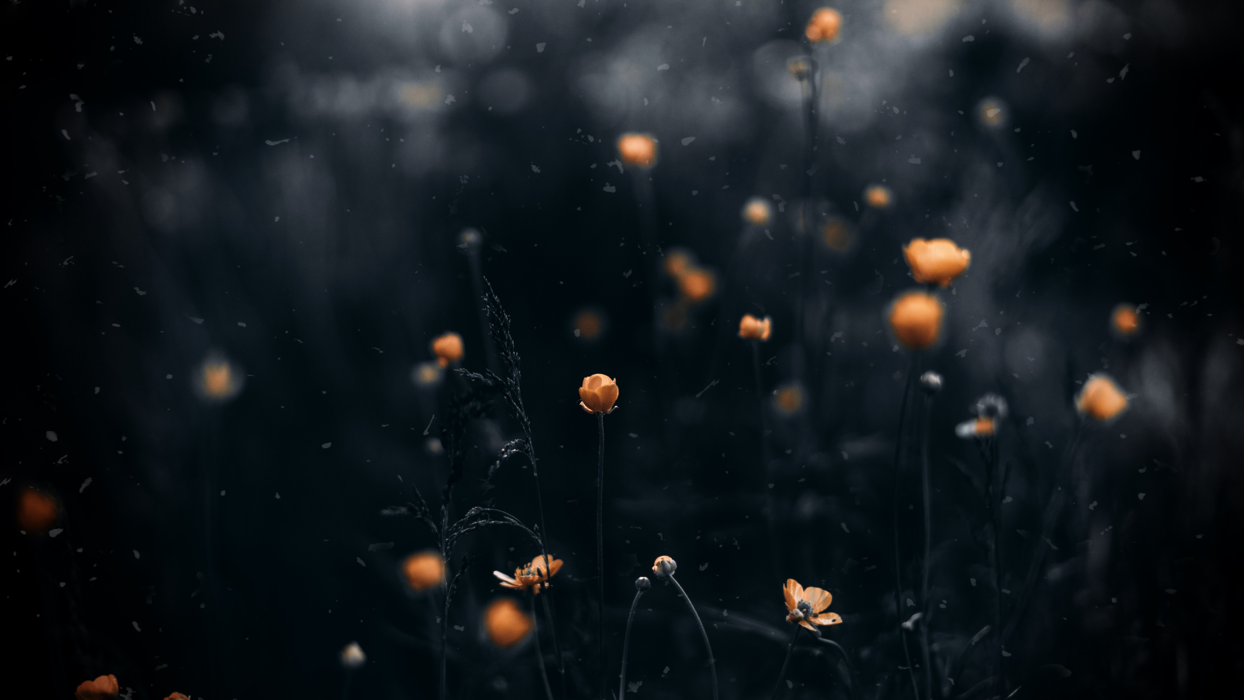 Обои видео, вода, фильм, лист, атмосфера в разрешении 2560x1440