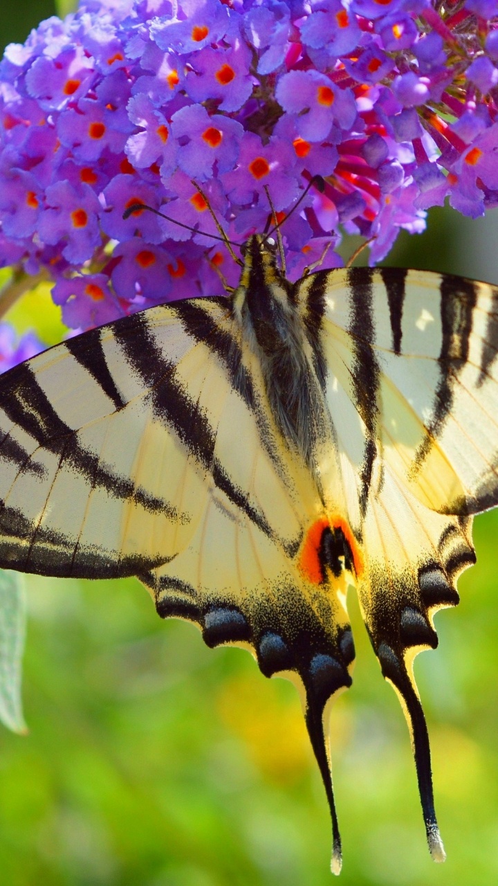 Обои насекомое, мотыльки и бабочки, бабочка, беспозвоночных, опылитель в разрешении 720x1280