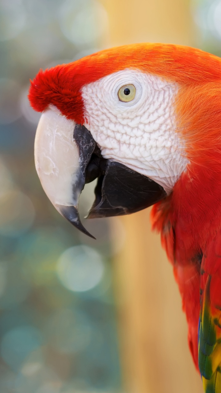 Обои Скарлет Ара, Ара, птица, клюв, попугай в разрешении 720x1280