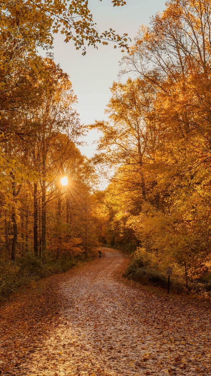 Обои осень, лес, Округа Damxung, лесистая местность, природный ландшафт в разрешении 720x1280