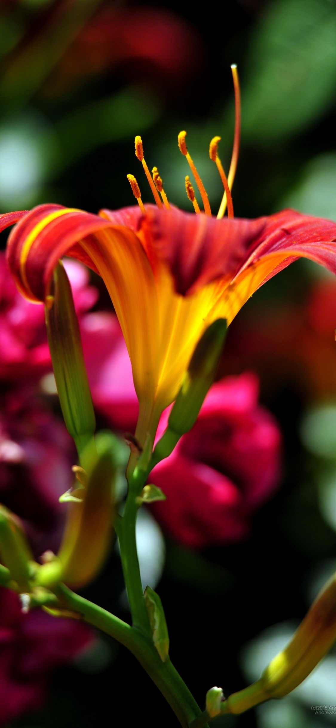 Обои лепесток, крупный план, лилейник, отпуск, Лилия в разрешении 1125x2436