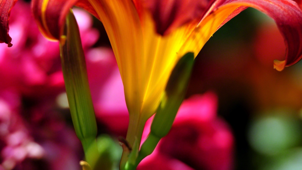 Обои лепесток, крупный план, лилейник, отпуск, Лилия в разрешении 1280x720