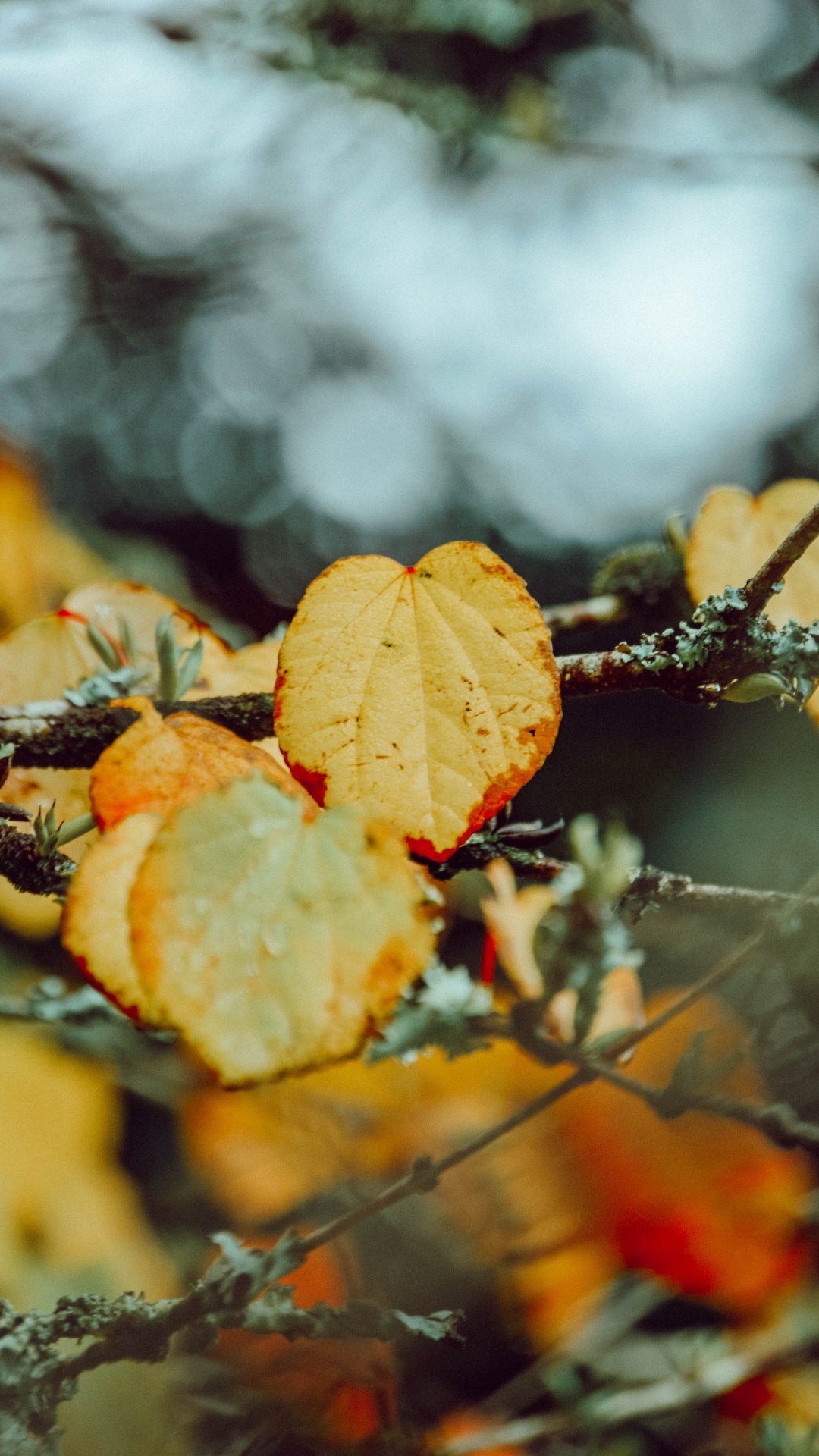Обои лист, осень, ветвь, Апельсин, растение в разрешении 1080x1920
