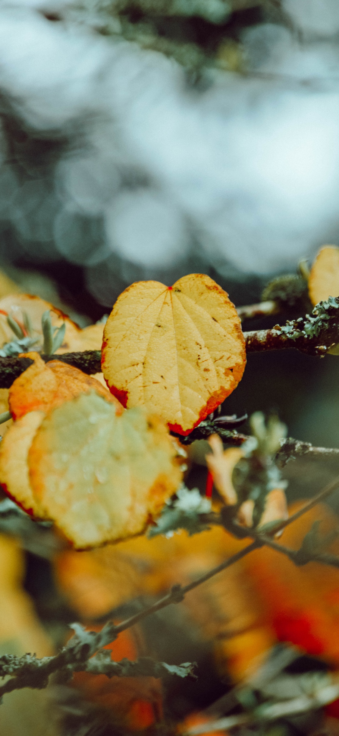 Обои лист, осень, ветвь, Апельсин, растение в разрешении 1125x2436