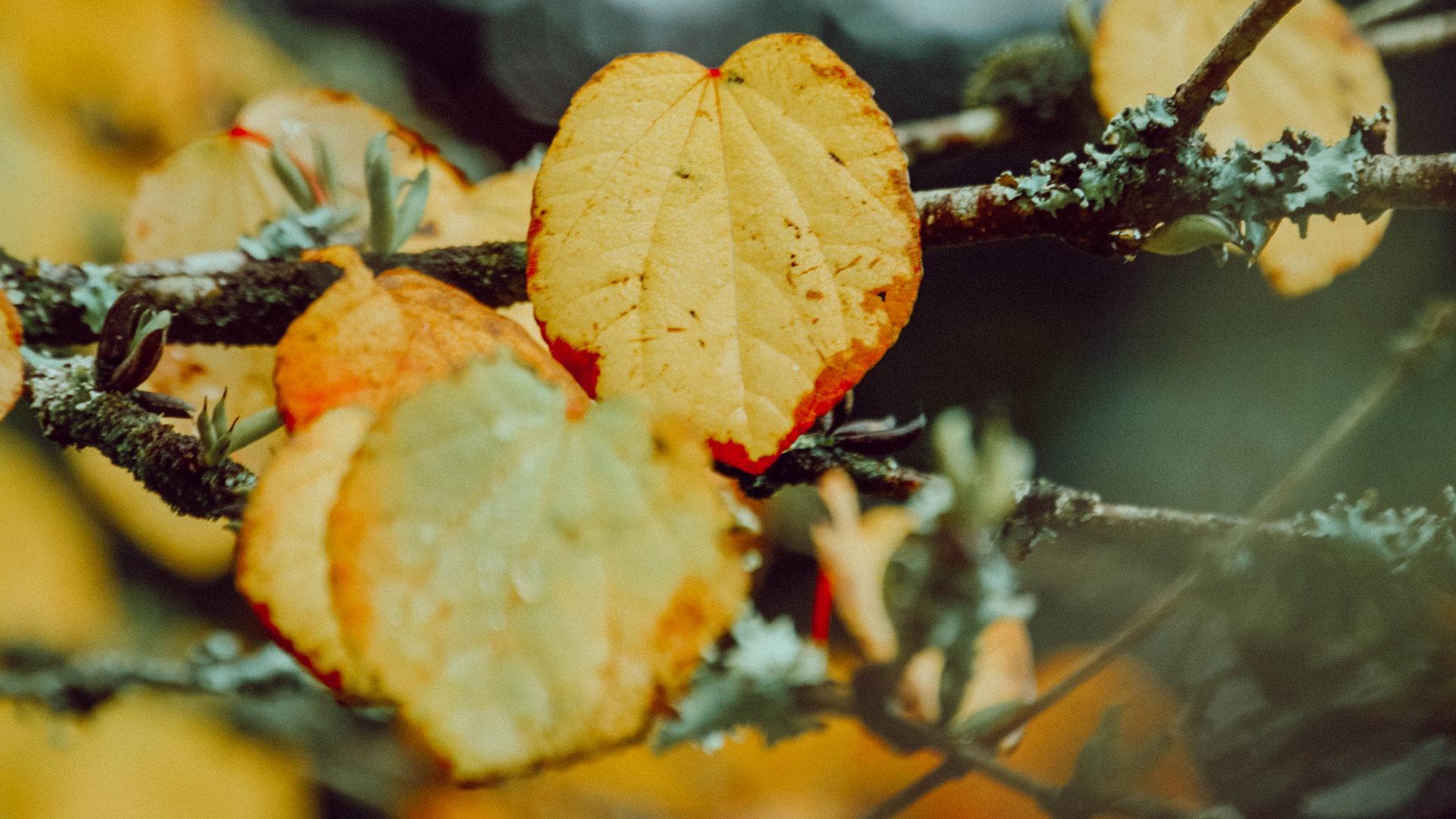 Обои лист, осень, ветвь, Апельсин, растение в разрешении 1920x1080