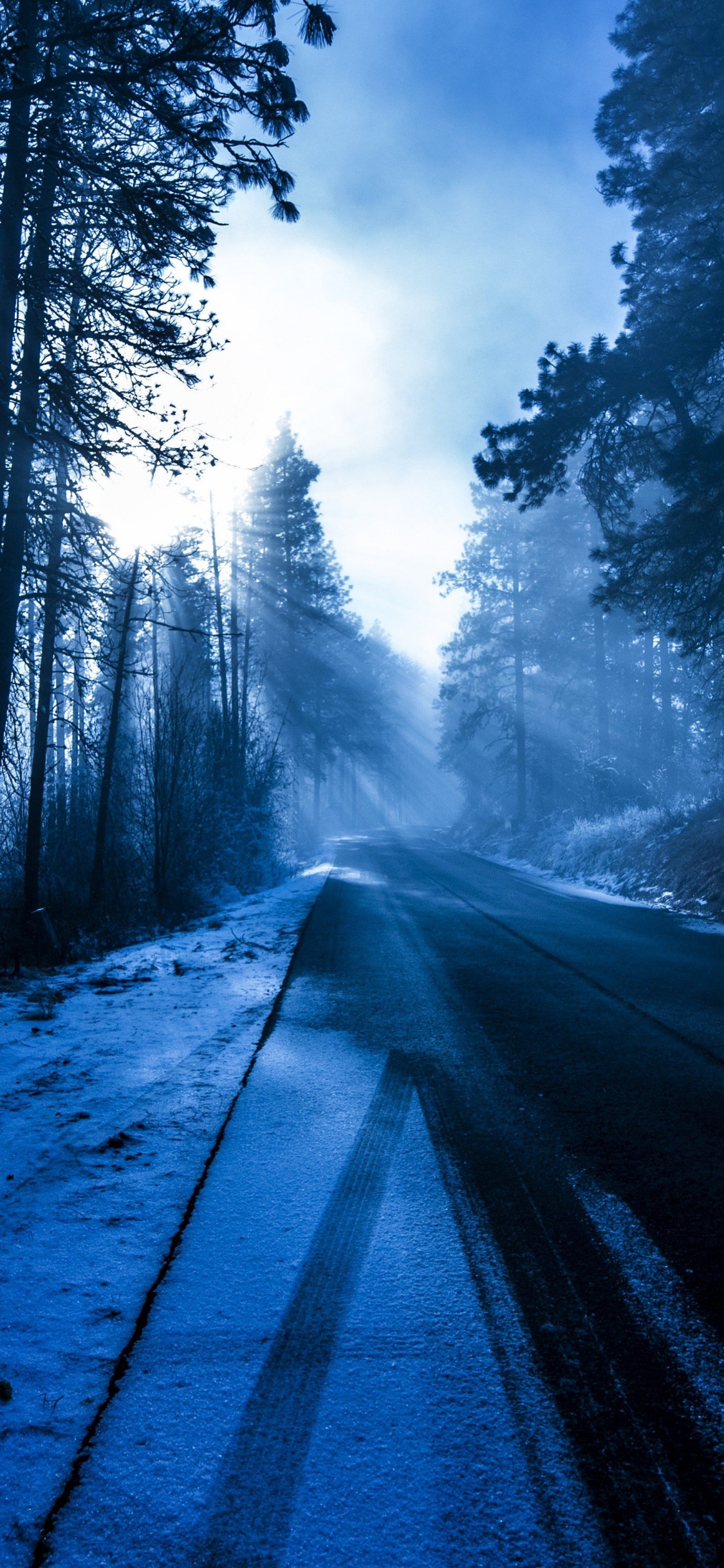 Обои лес, дерево, природа, окружающая среда, природный ландшафт в разрешении 1125x2436