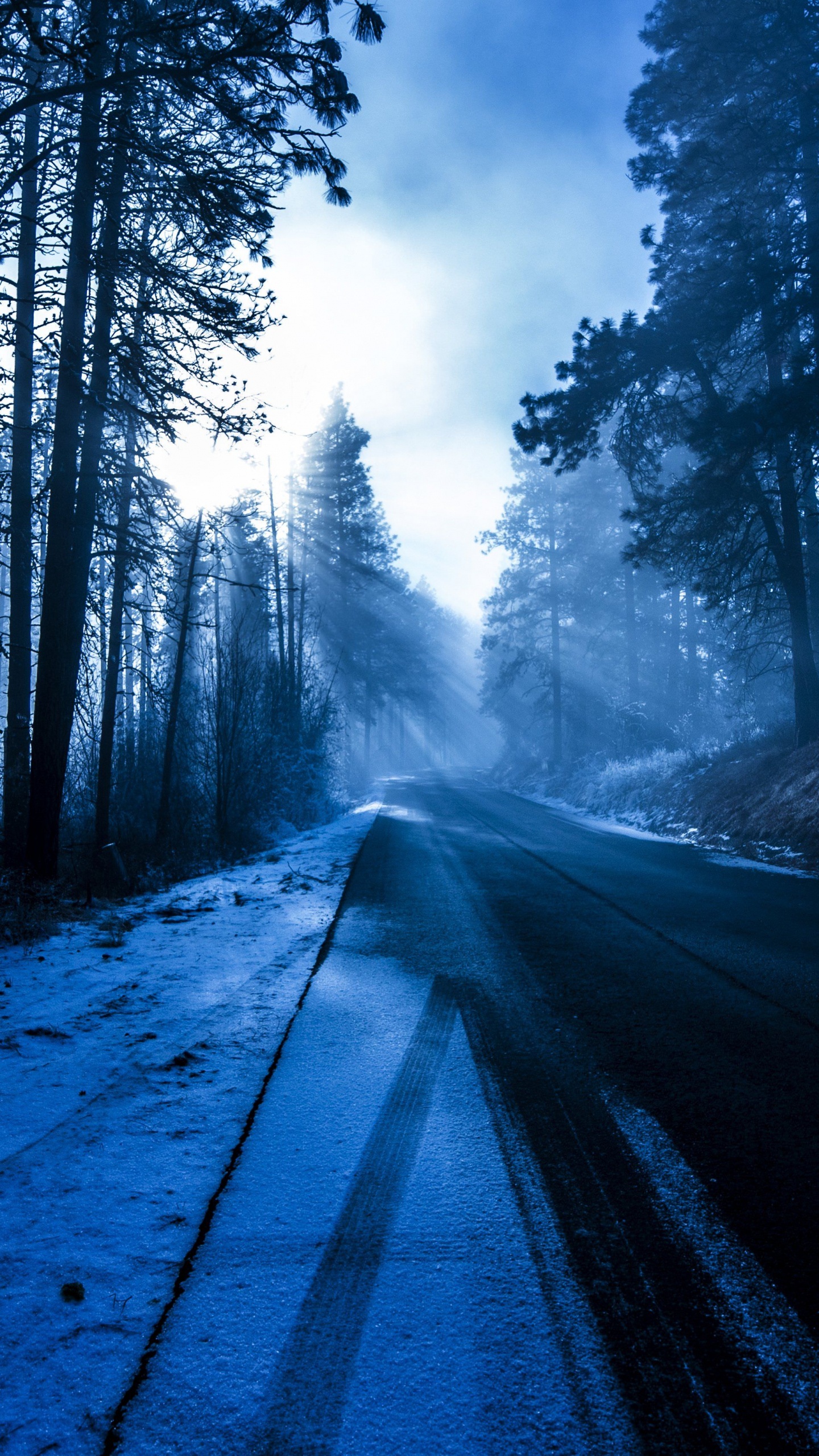 Обои лес, дерево, природа, окружающая среда, природный ландшафт в разрешении 1440x2560