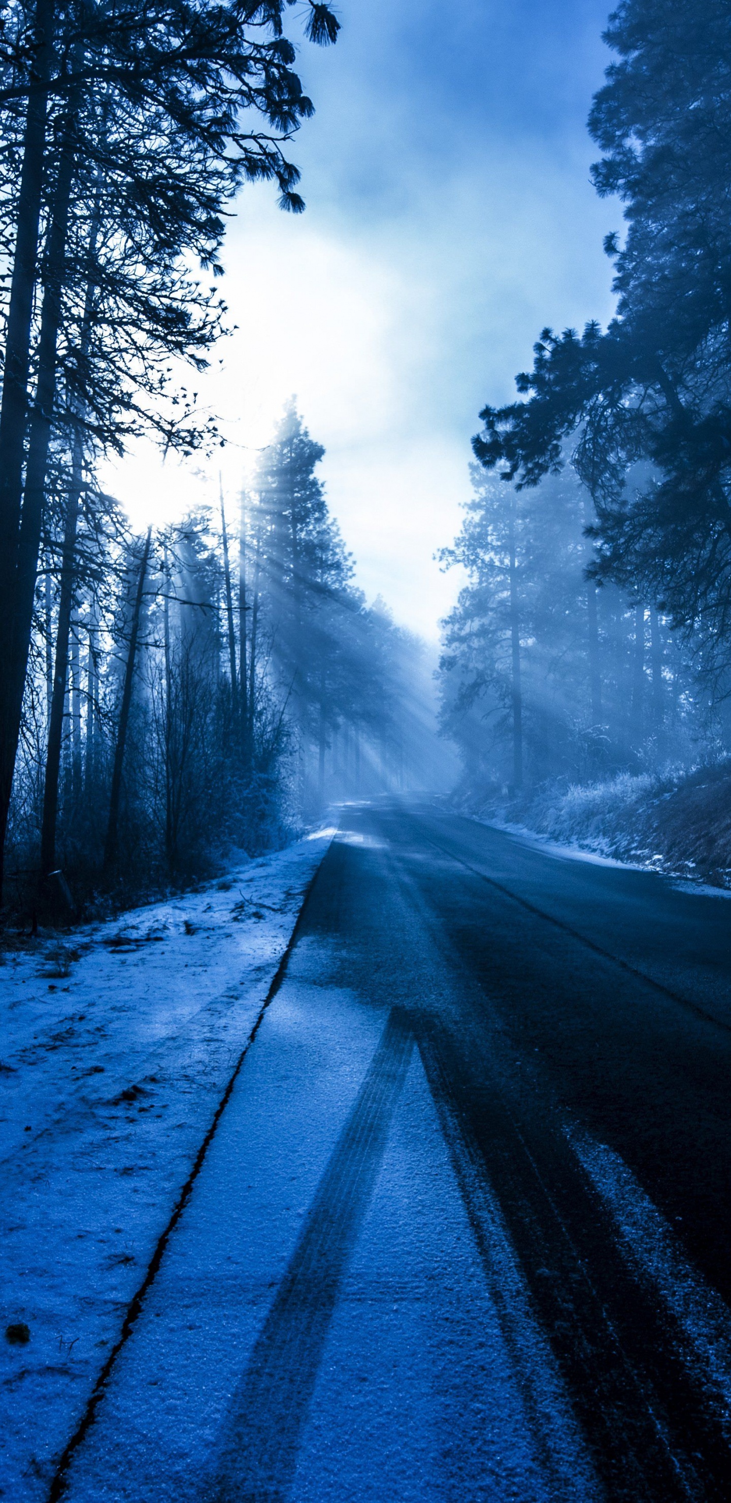 Обои лес, дерево, природа, окружающая среда, природный ландшафт в разрешении 1440x2960