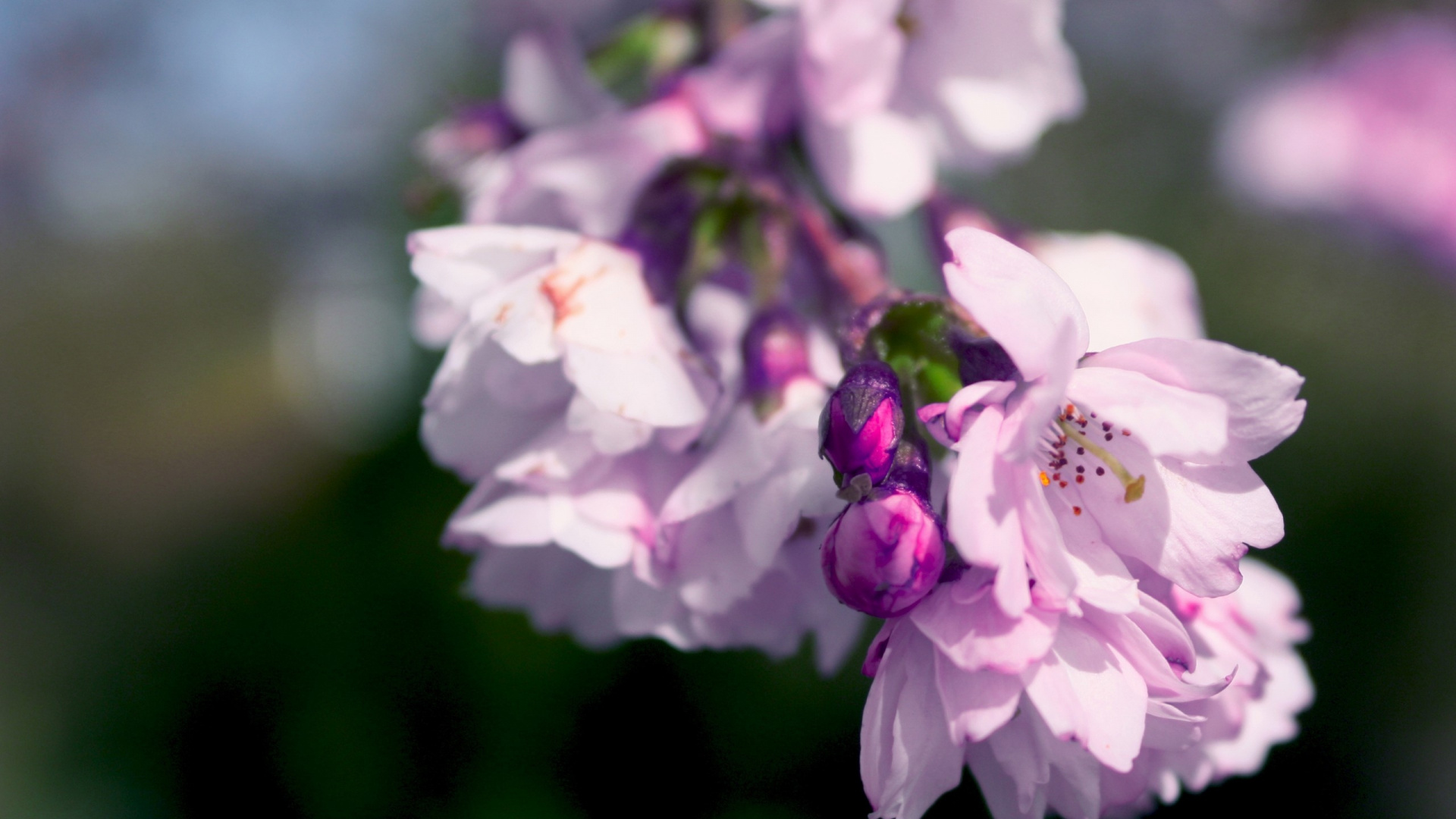 Обои объектив fisheye, объектив камеры, лепесток, розовый, растение в разрешении 1920x1080