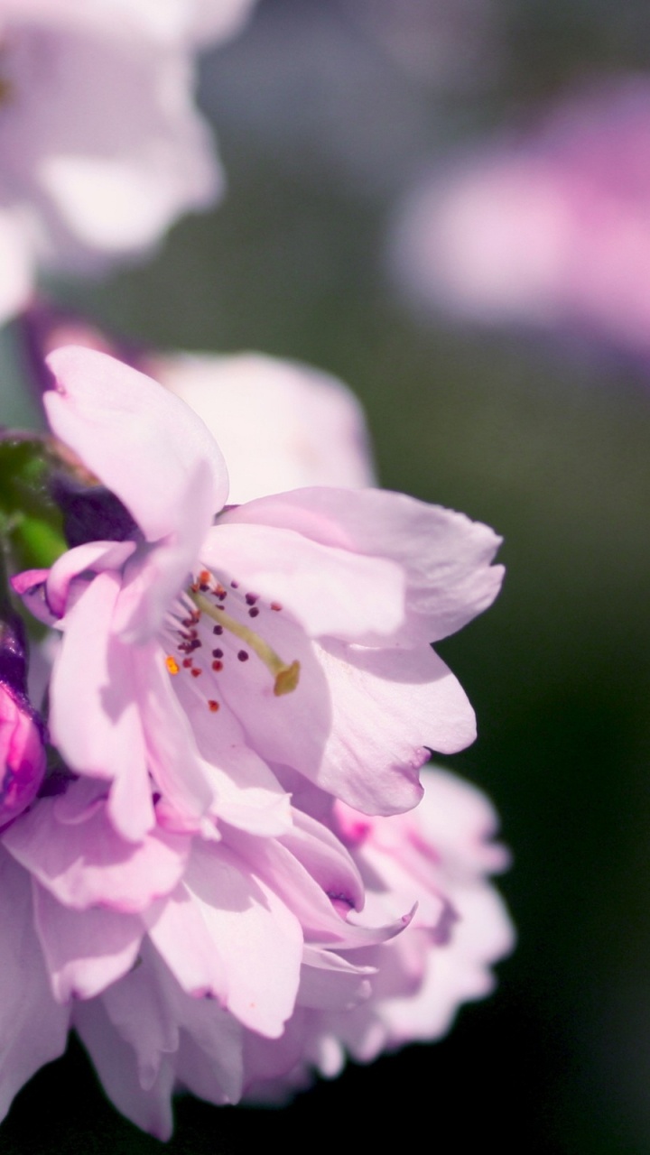 Обои объектив fisheye, объектив камеры, лепесток, розовый, растение в разрешении 720x1280