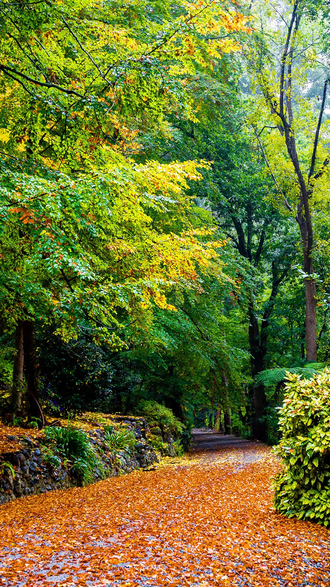 Обои Альфред Николай Мемориальный Сад, парк, дерево, природный ландшафт, лист в разрешении 1080x1920