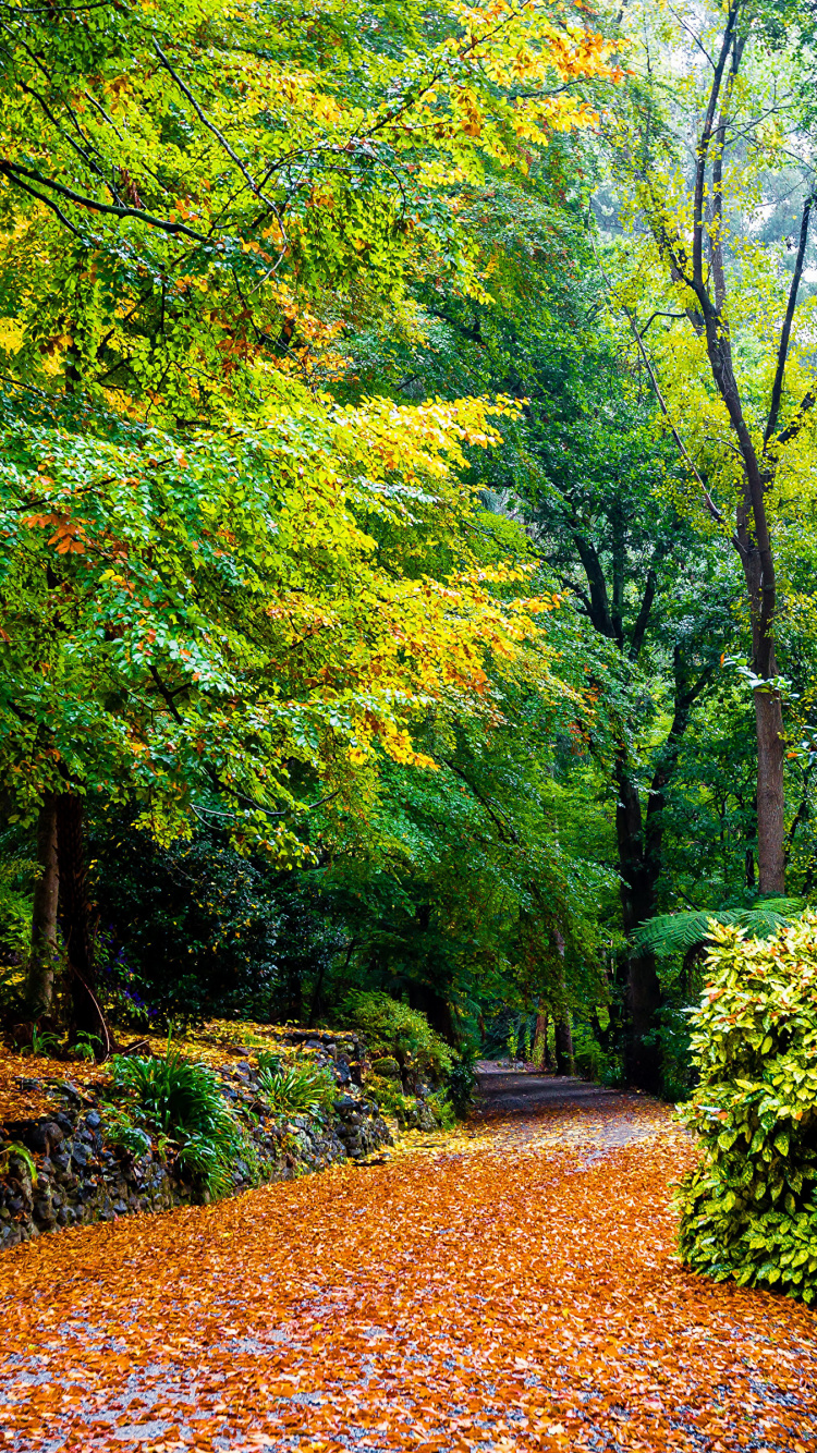 Обои Альфред Николай Мемориальный Сад, парк, дерево, природный ландшафт, лист в разрешении 750x1334