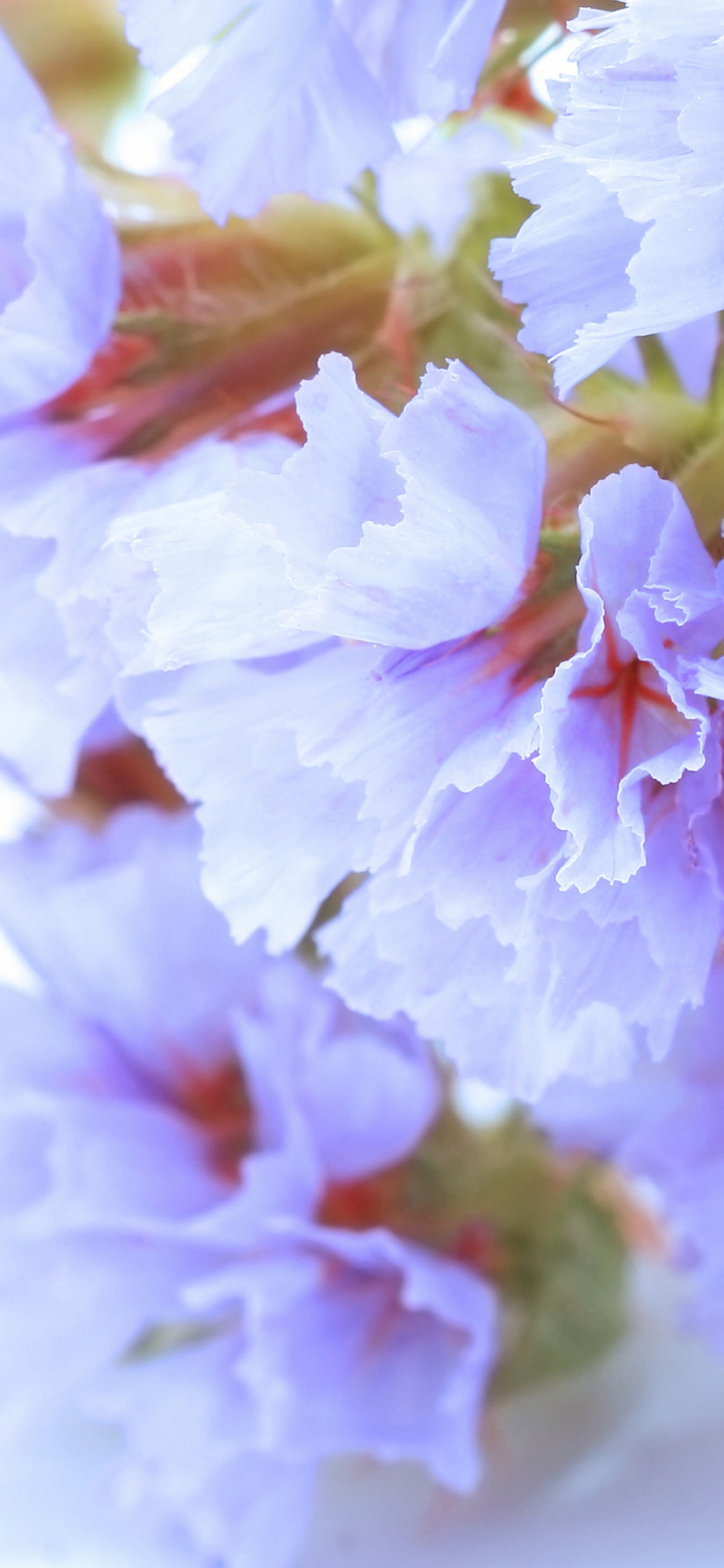 Обои расцвет, цветок, белые, лепесток, ветвь в разрешении 1125x2436