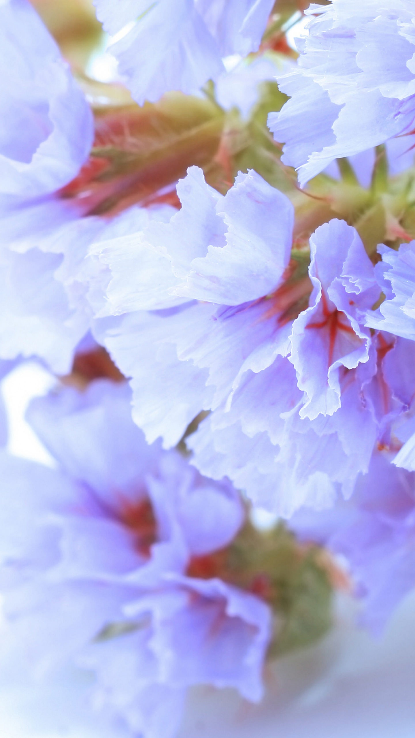 Обои расцвет, цветок, белые, лепесток, ветвь в разрешении 1440x2560