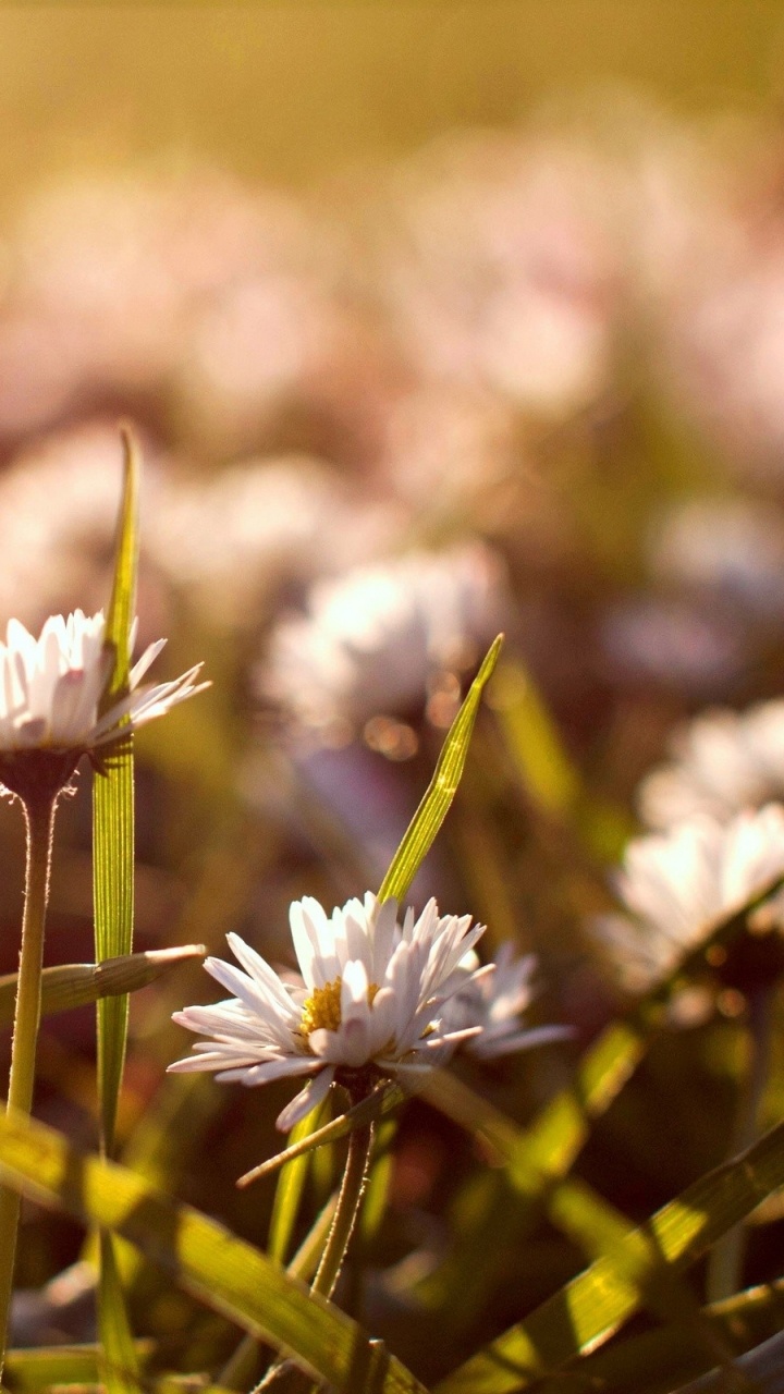 Обои полевой цветок, растение, весна, солнечный свет, лепесток в разрешении 720x1280