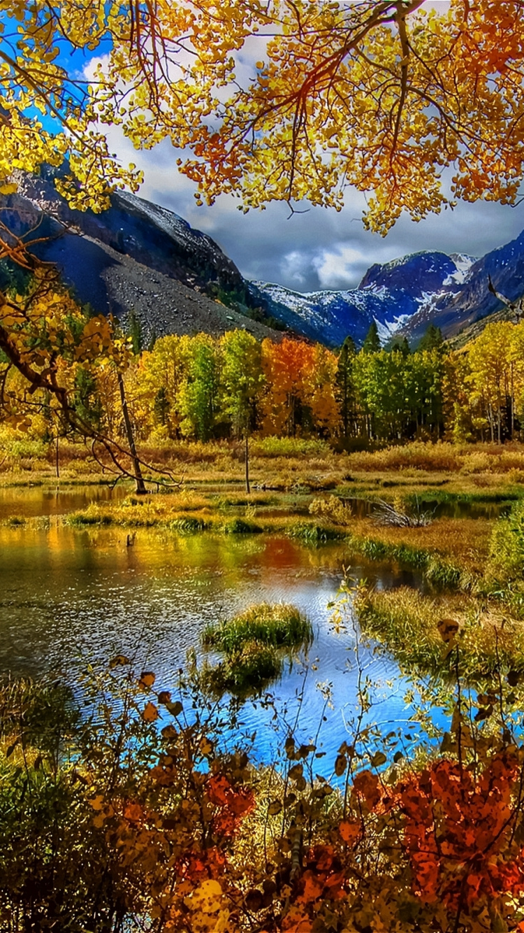 Обои осень, природа, дерево, отражение, дикая местность в разрешении 750x1334