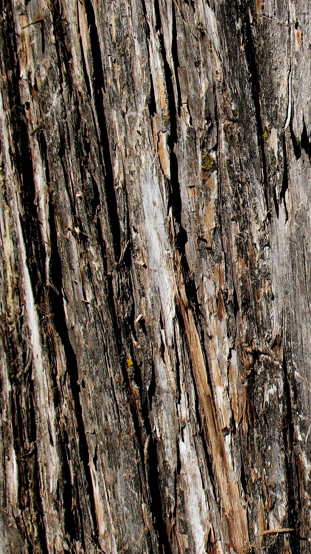 Обои Кора, текстура, дерево, древесина, дуб в разрешении 1080x1920