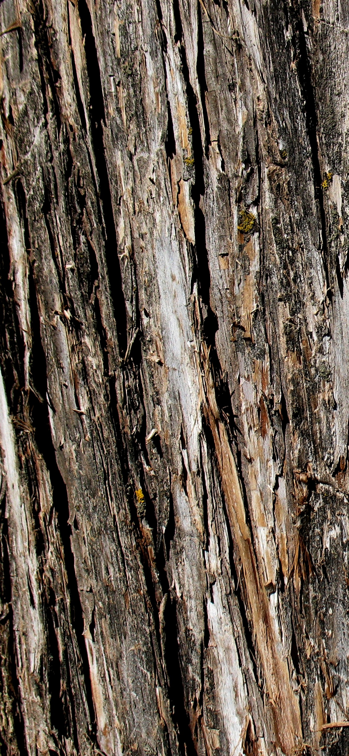 Обои Кора, текстура, дерево, древесина, дуб в разрешении 1125x2436
