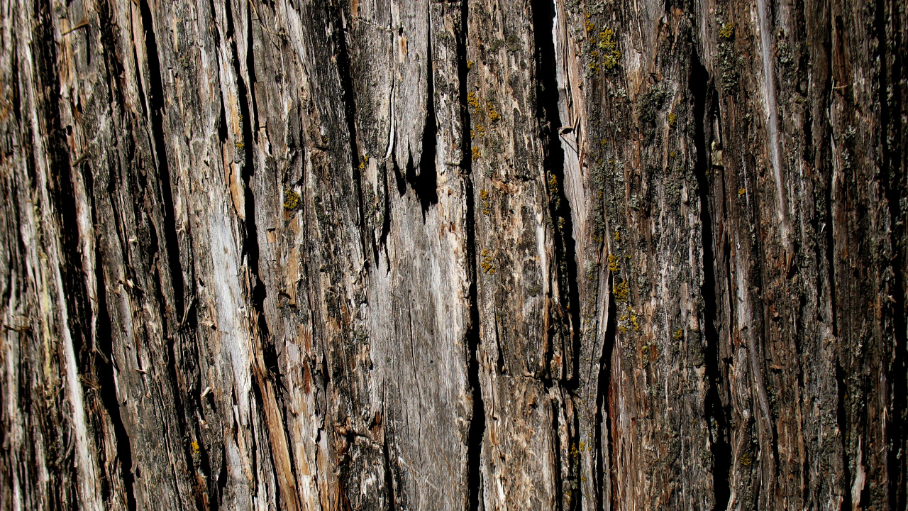 Обои Кора, текстура, дерево, древесина, дуб в разрешении 1280x720