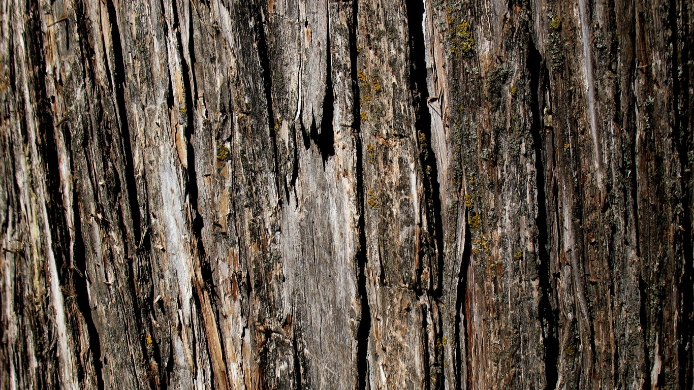 Обои Кора, текстура, дерево, древесина, дуб в разрешении 1366x768