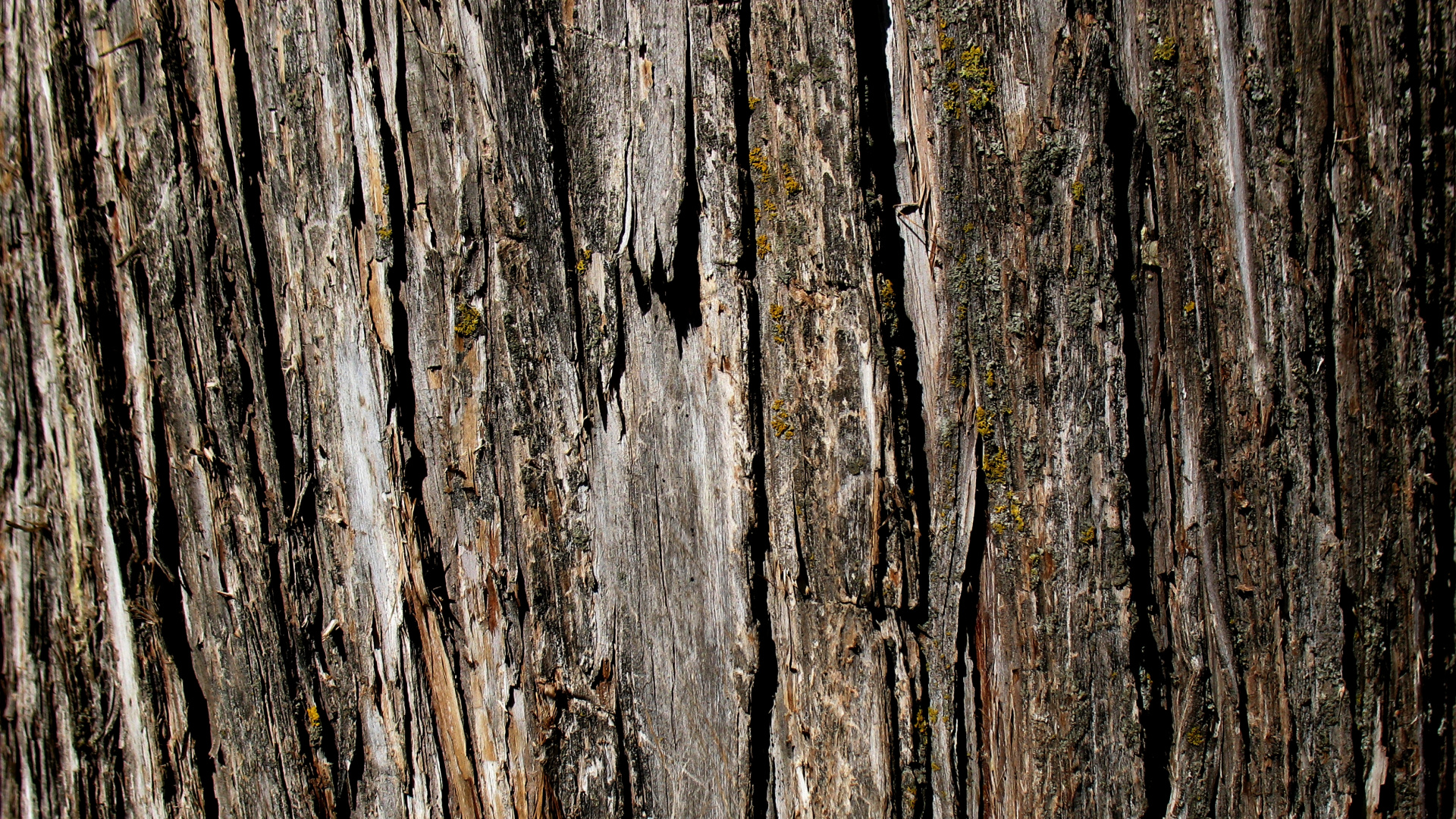 Обои Кора, текстура, дерево, древесина, дуб в разрешении 1920x1080