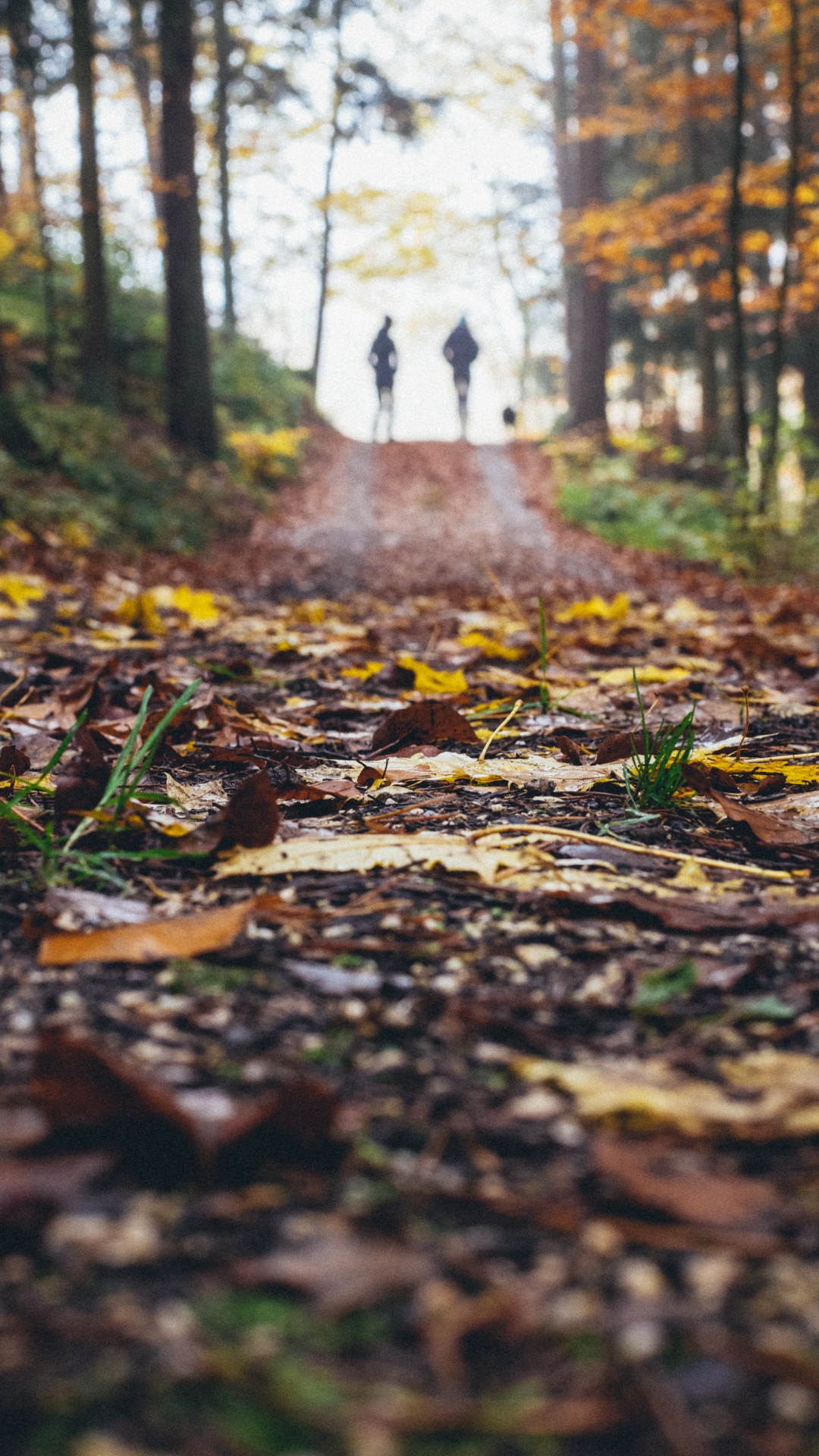 Обои пейзаж, лист, природный ландшафт, природа, дерево в разрешении 1080x1920