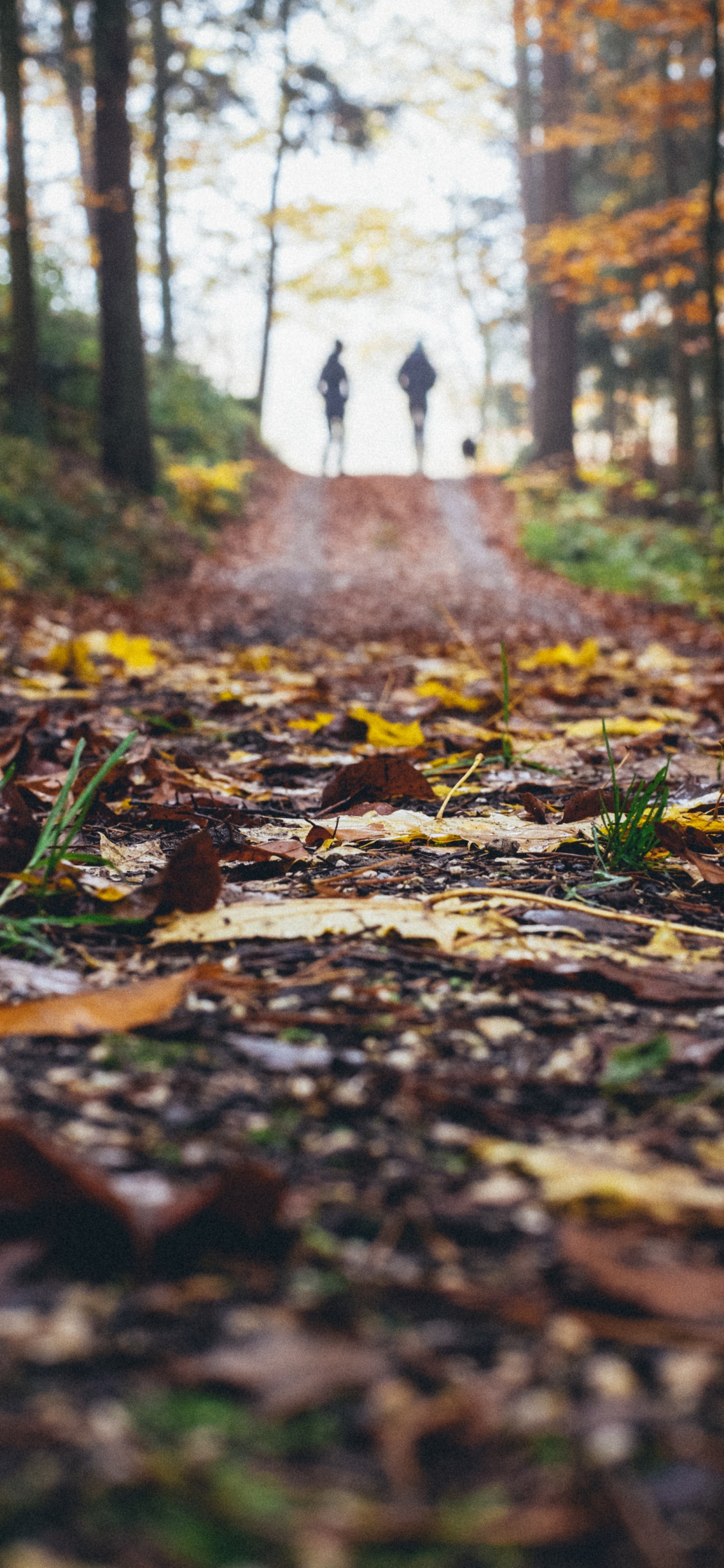 Обои пейзаж, лист, природный ландшафт, природа, дерево в разрешении 1125x2436