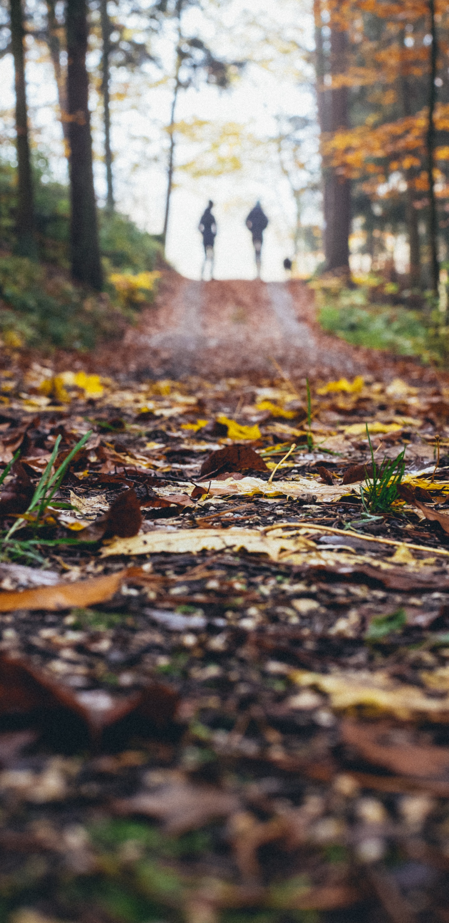 Обои пейзаж, лист, природный ландшафт, природа, дерево в разрешении 1440x2960