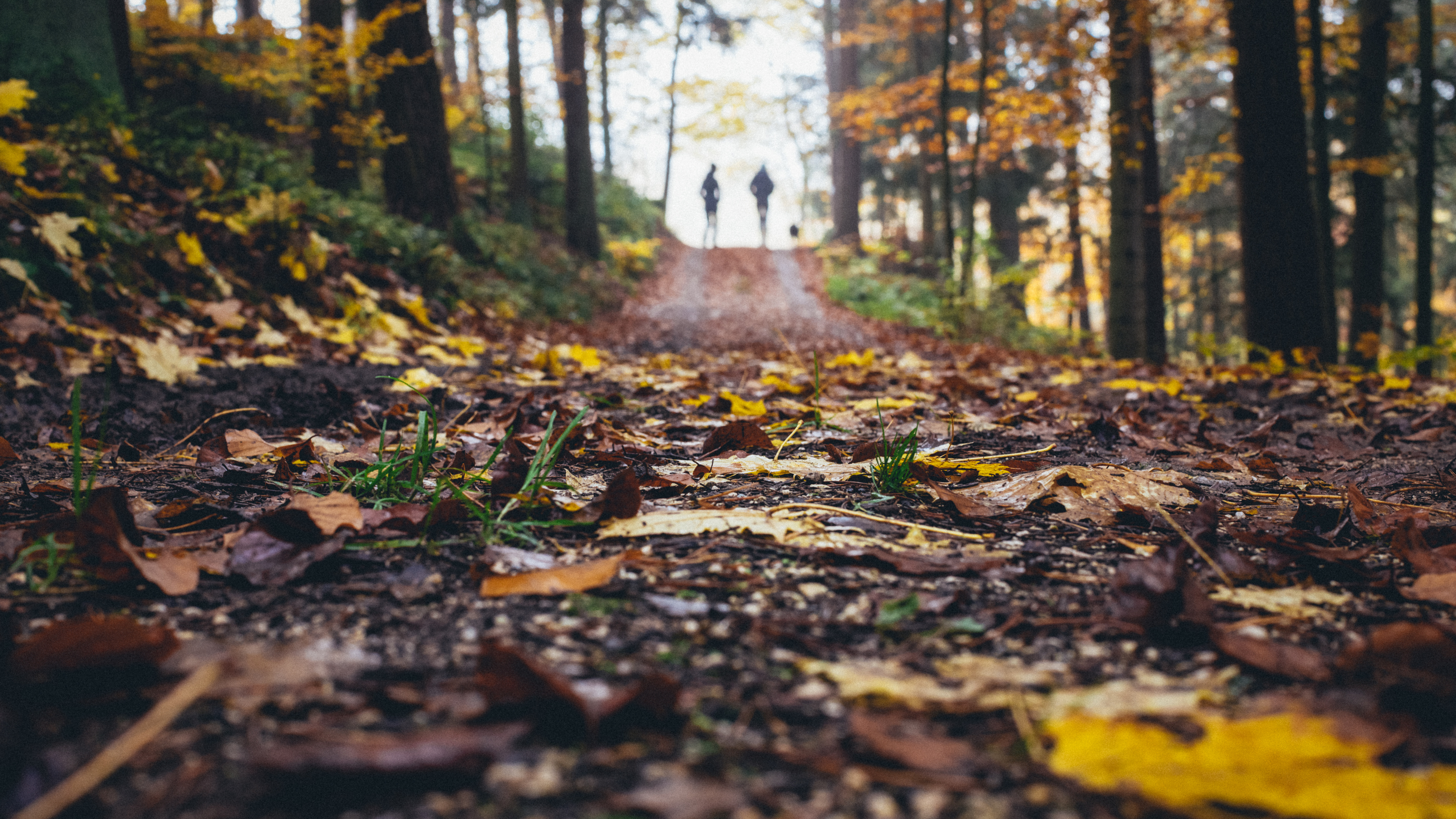 Обои пейзаж, лист, природный ландшафт, природа, дерево в разрешении 3840x2160