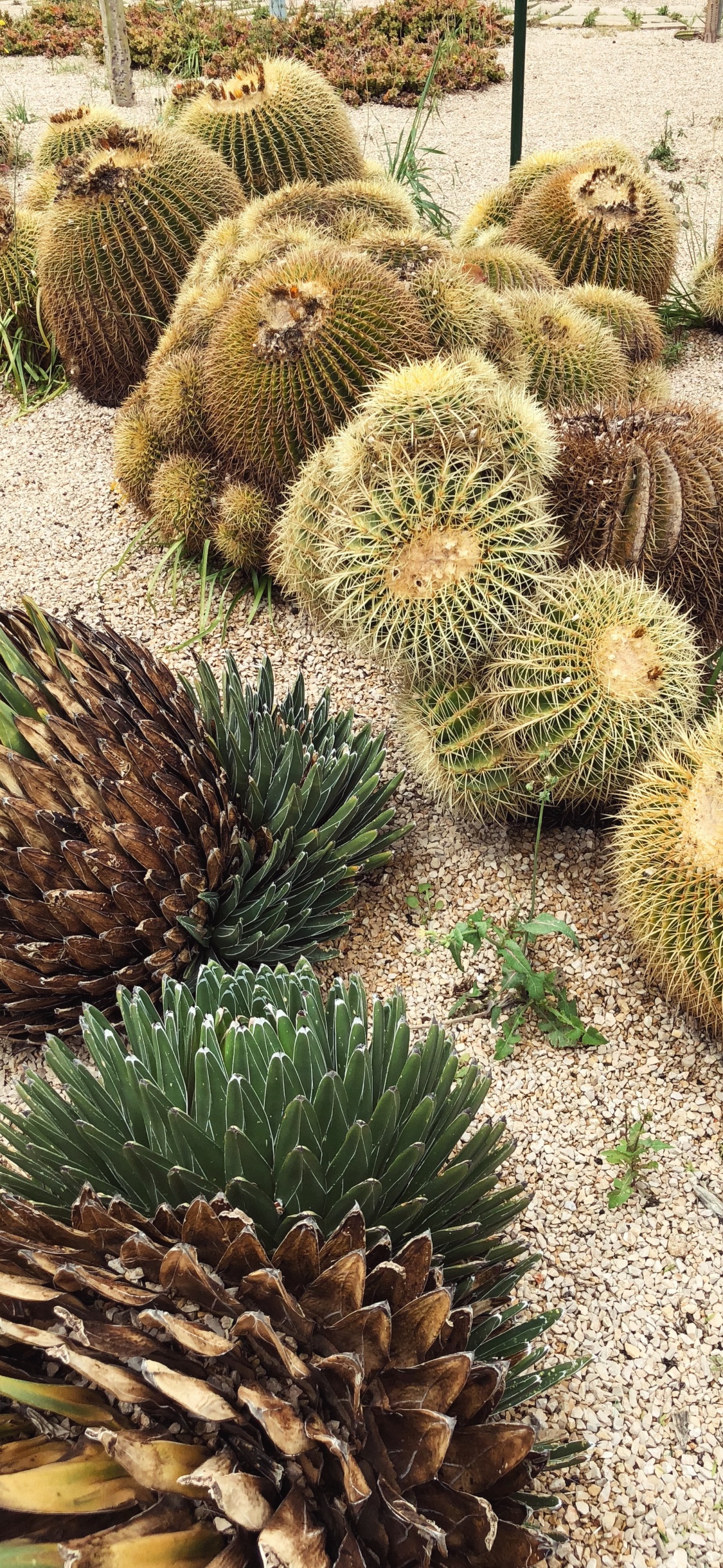 Обои кактус, растительность, растительное сообщество, пейзаж, адаптация в разрешении 1125x2436