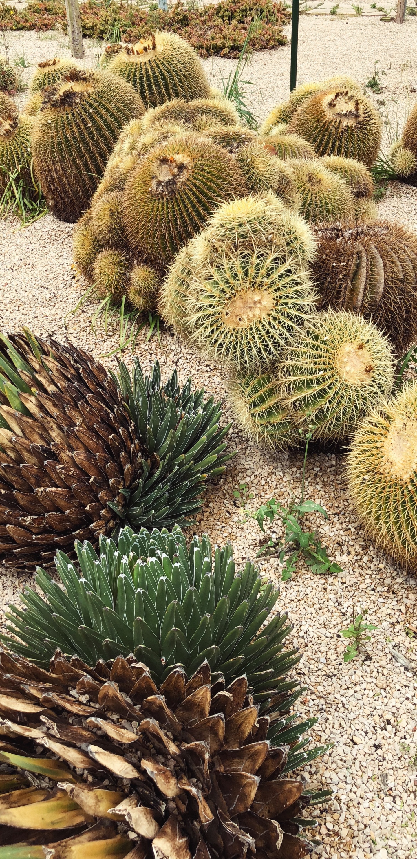 Обои кактус, растительность, растительное сообщество, пейзаж, адаптация в разрешении 1440x2960