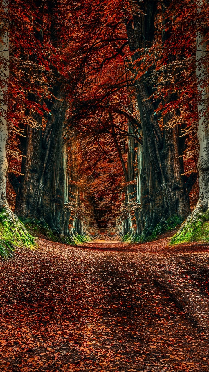 Обои природа, дерево, лист, коричневый цвет, растение в разрешении 720x1280