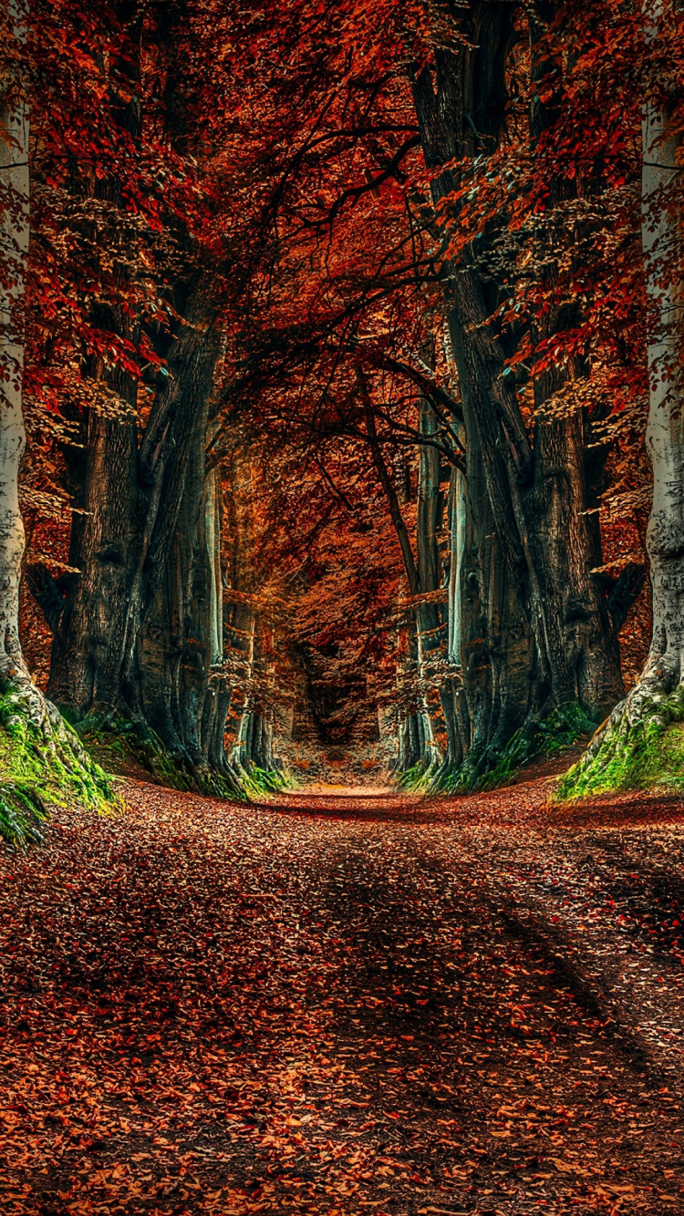 Обои природа, дерево, лист, коричневый цвет, растение в разрешении 750x1334