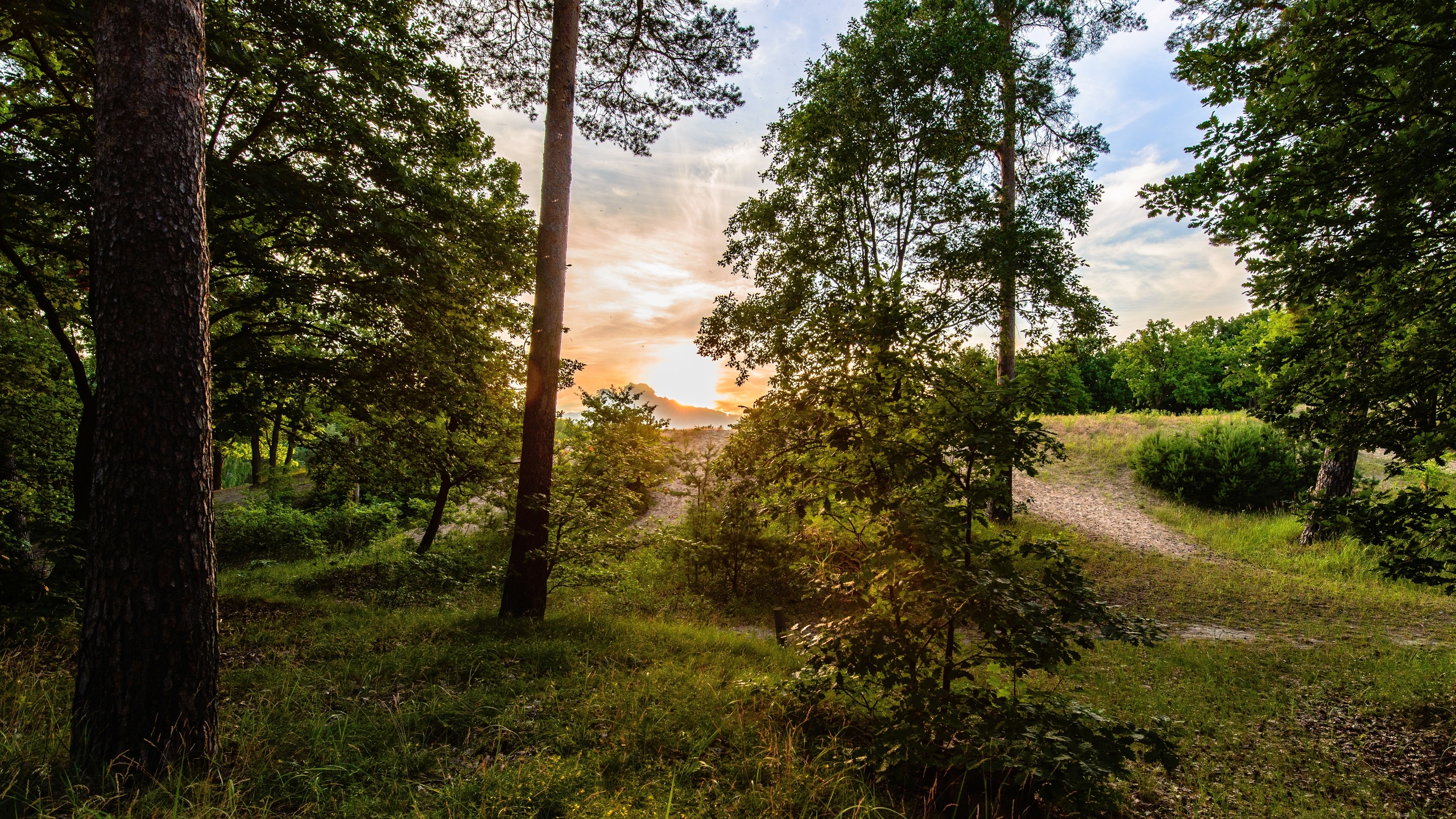 Обои закат, дерево, солнечный свет, лес, утро в разрешении 2560x1440