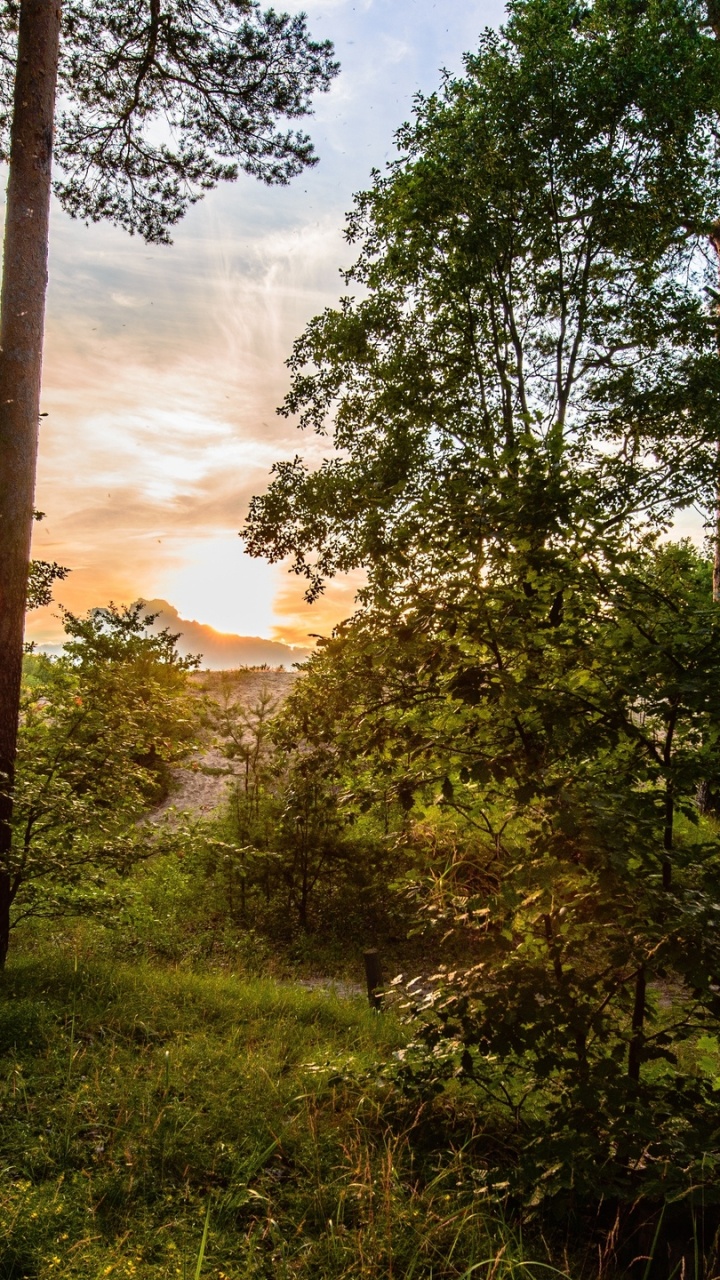 Обои закат, дерево, солнечный свет, лес, утро в разрешении 720x1280