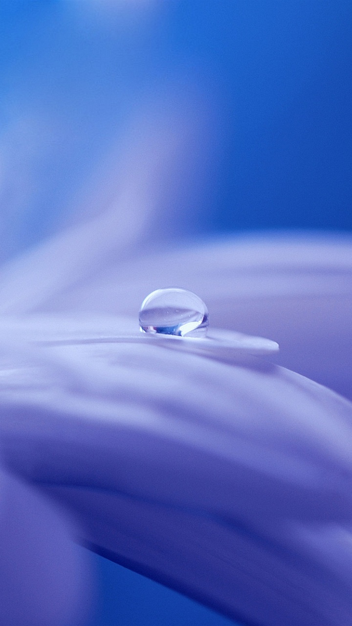 Обои вода, цветок, синий, лепесток, роса в разрешении 720x1280