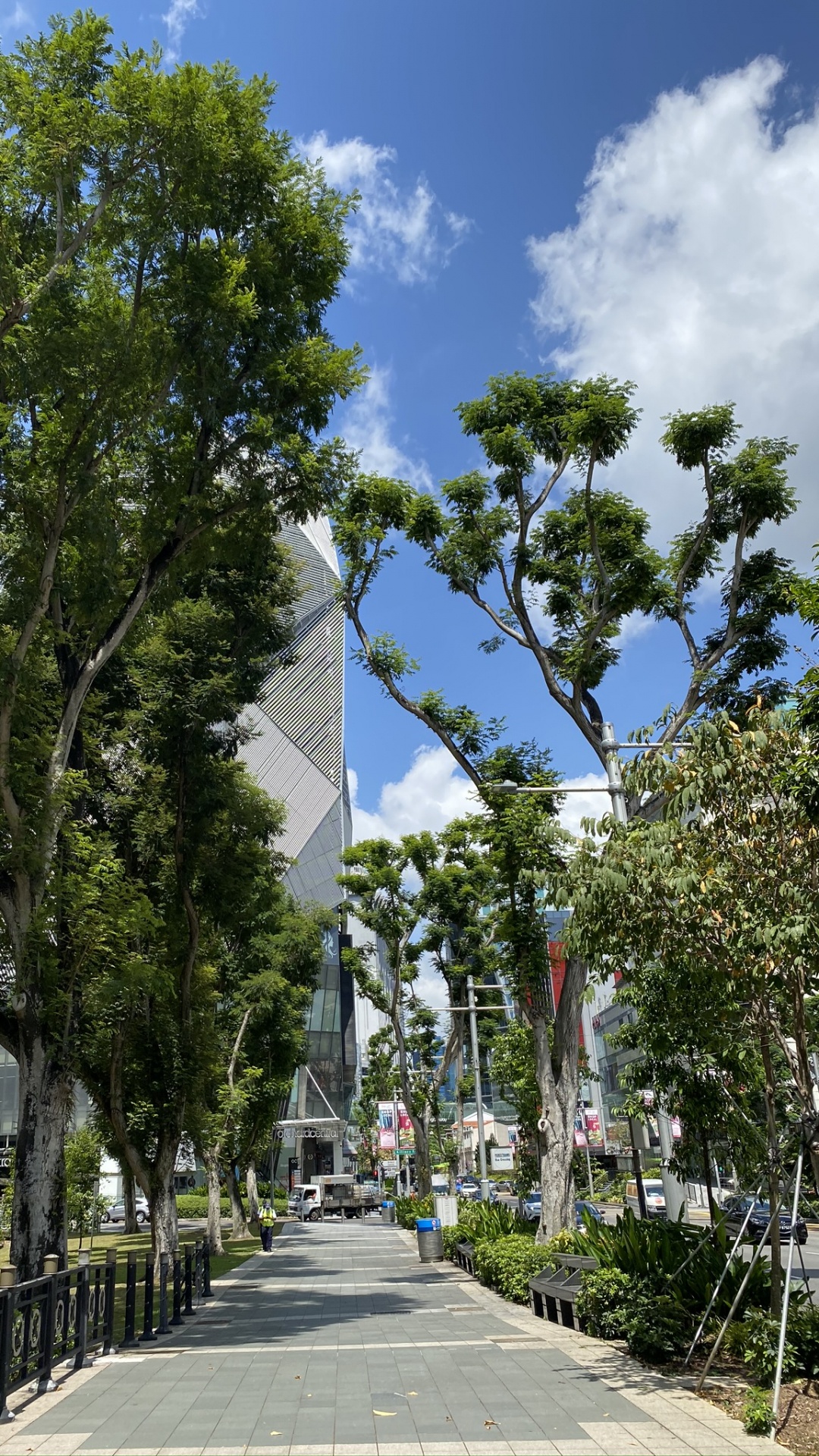 Обои дерево, лист, физика, дневное время, ветвь в разрешении 1080x1920