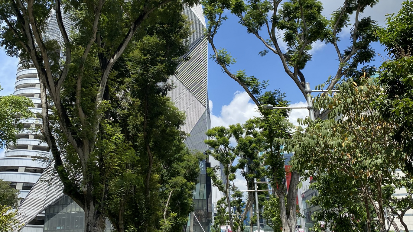 Обои дерево, лист, физика, дневное время, ветвь в разрешении 1366x768