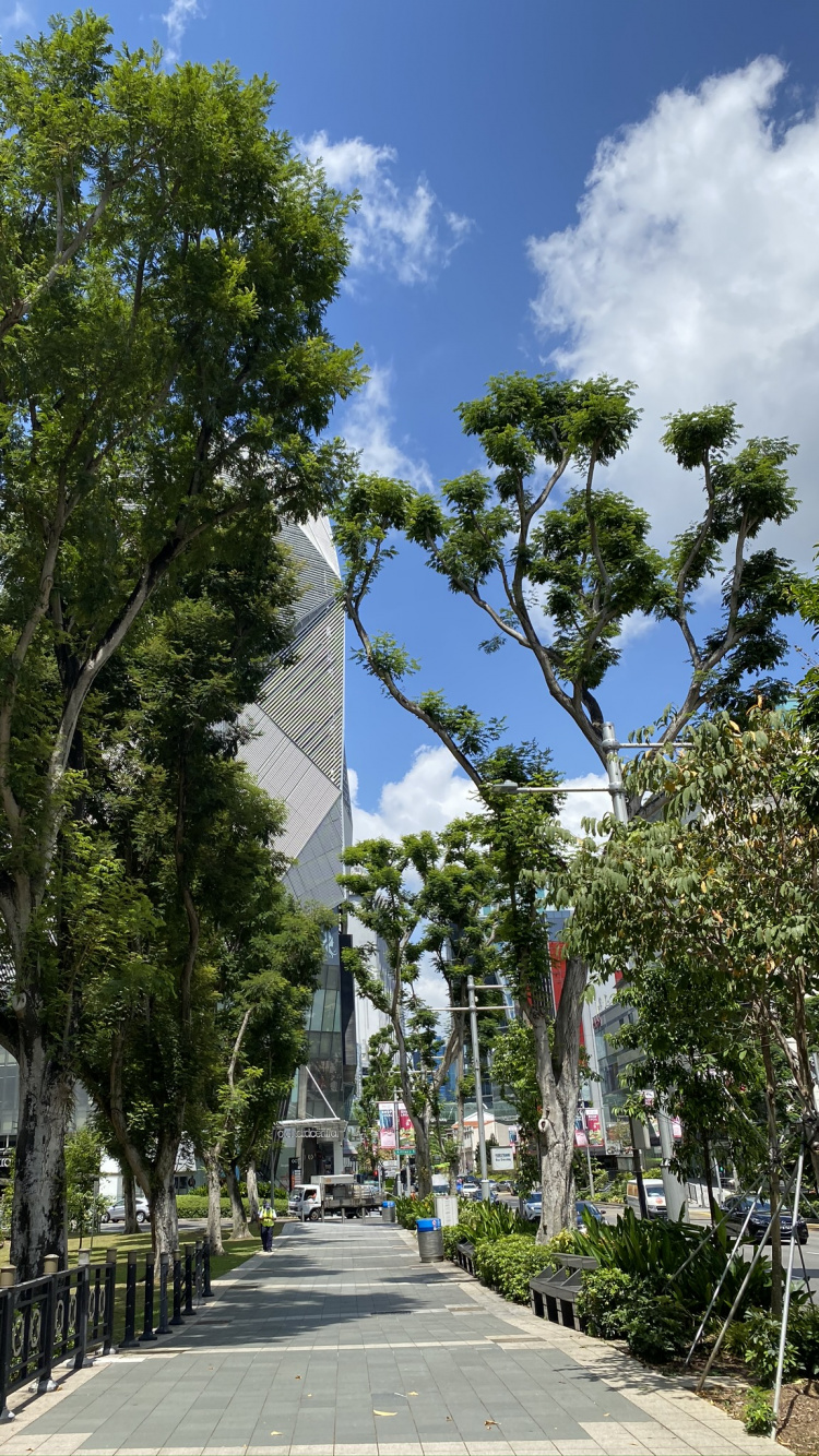 Обои дерево, лист, физика, дневное время, ветвь в разрешении 750x1334