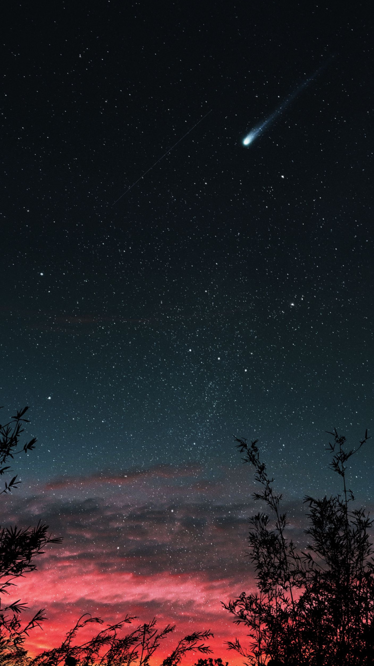 Обои атмосфера, свет, природный ландшафт, ветвь, дерево в разрешении 750x1334