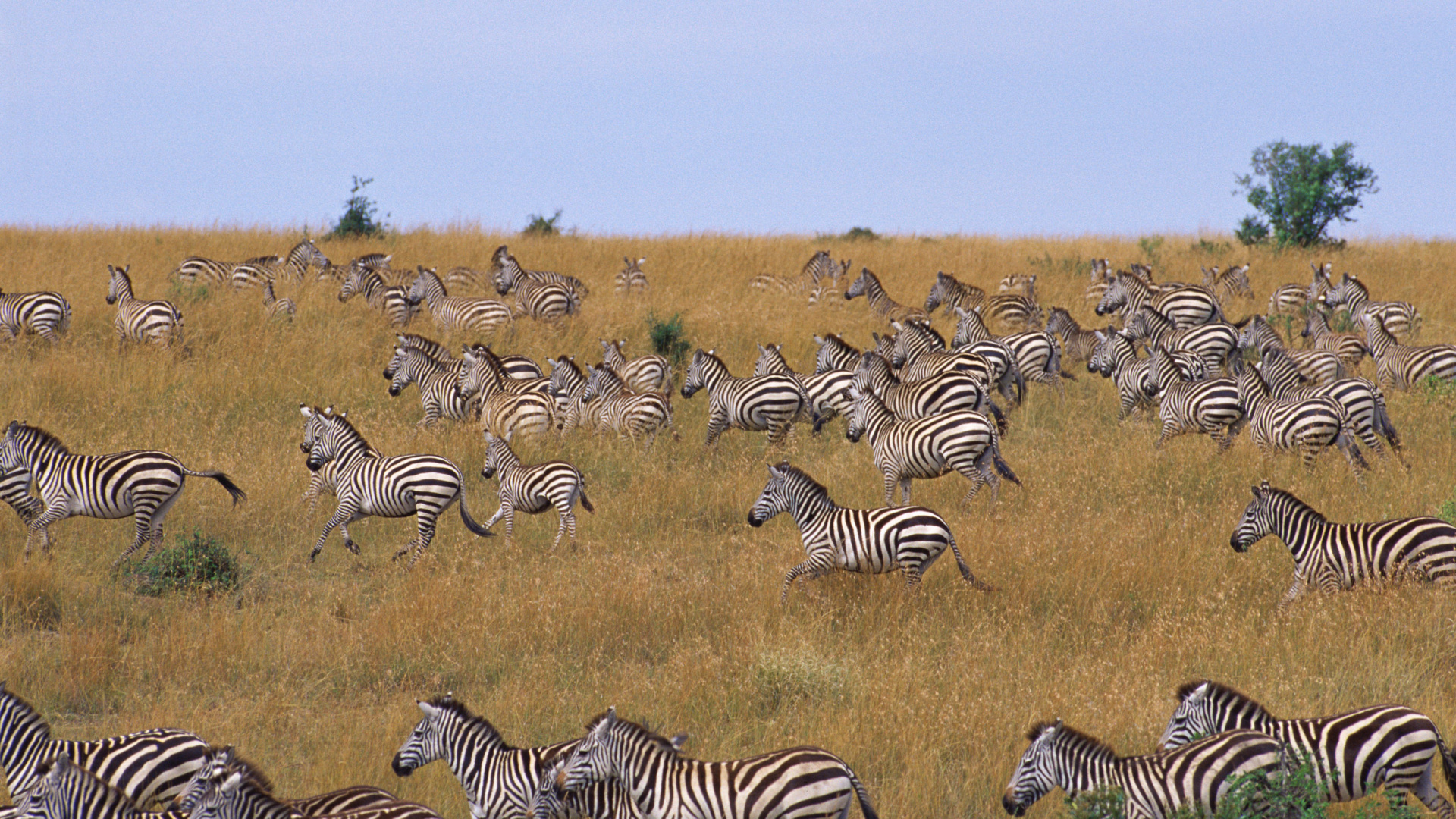 Обои зебра, миграция животных, конь, живая природа, наземные животные в разрешении 1920x1080