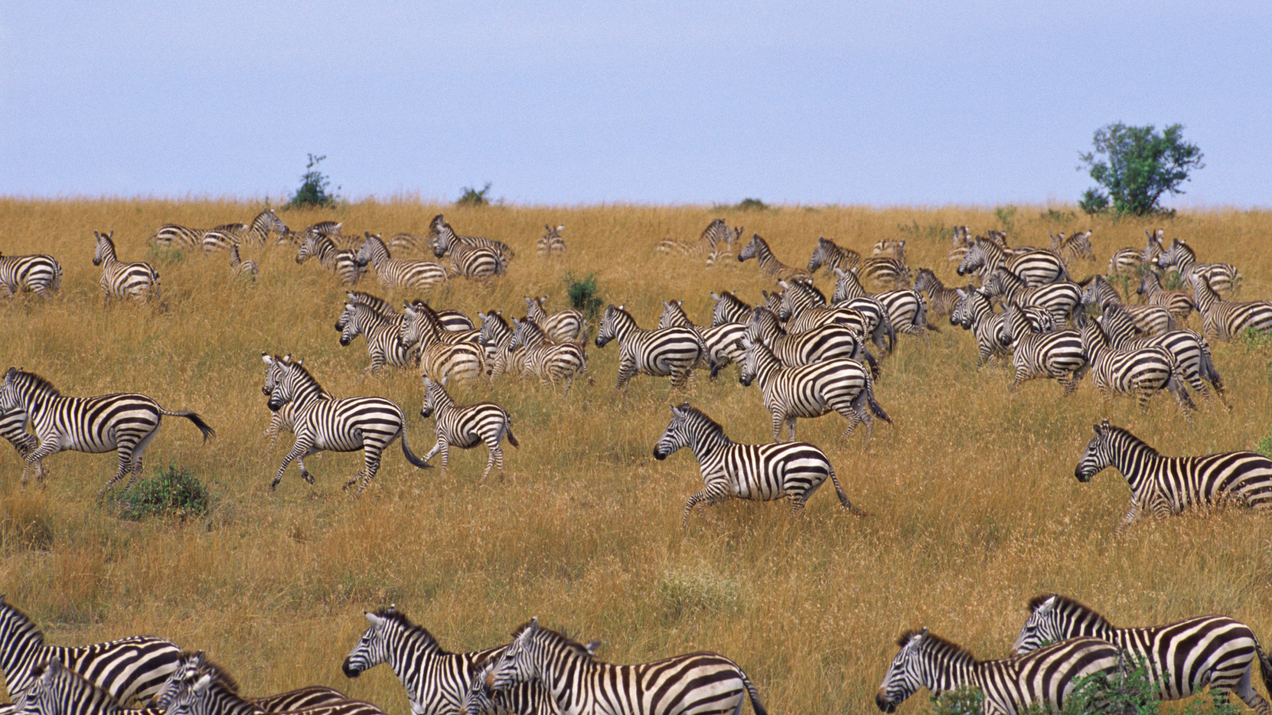 Обои зебра, миграция животных, конь, живая природа, наземные животные в разрешении 2560x1440