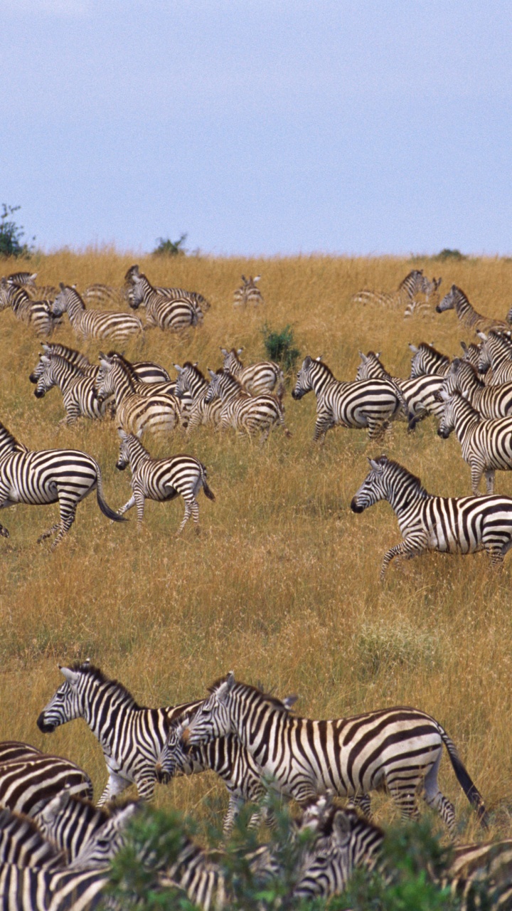 Обои зебра, миграция животных, конь, живая природа, наземные животные в разрешении 720x1280