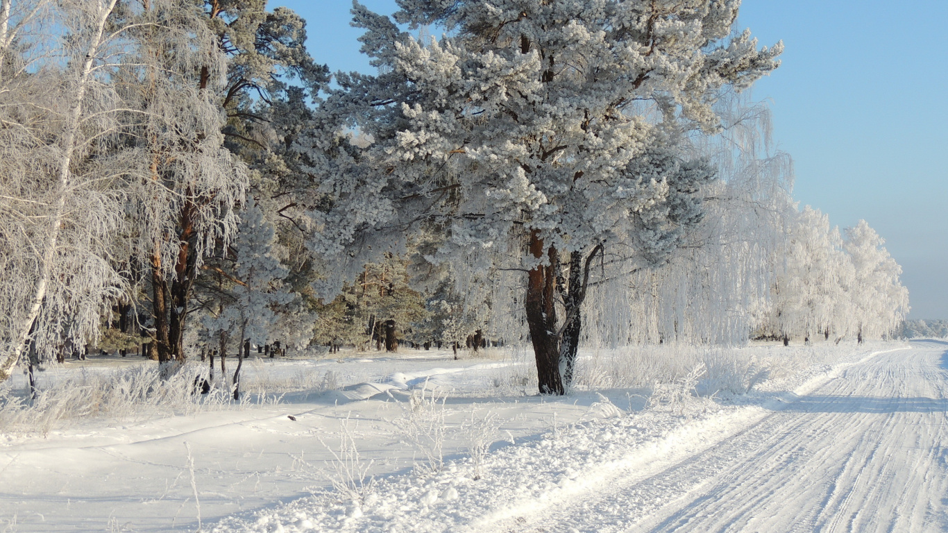 Обои дерево, мороз, снег, зима, замораживание в разрешении 1366x768