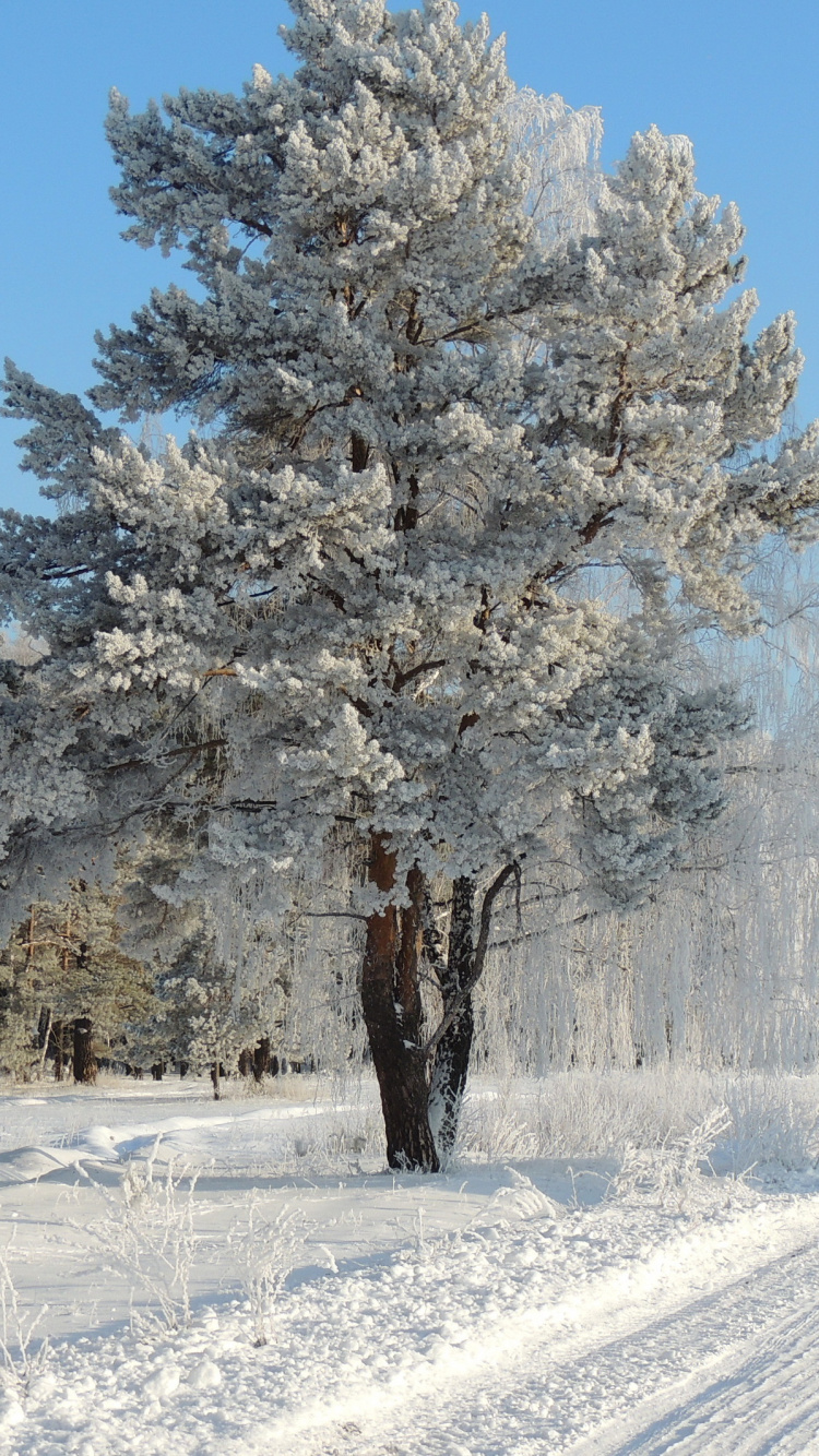 Обои дерево, мороз, снег, зима, замораживание в разрешении 750x1334