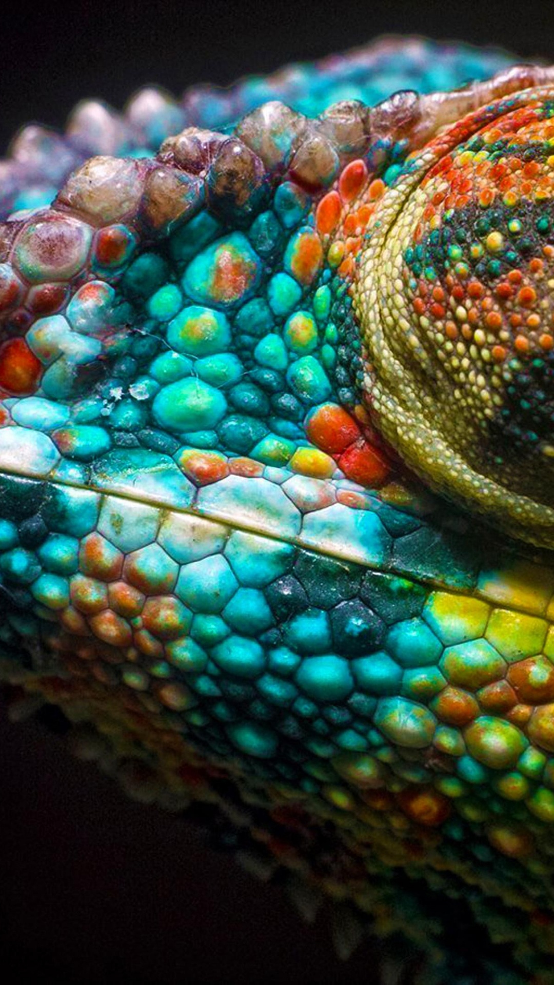 Обои хамелеоны, пресмыкающееся, змея, масштабных рептилий, наземные животные в разрешении 1080x1920