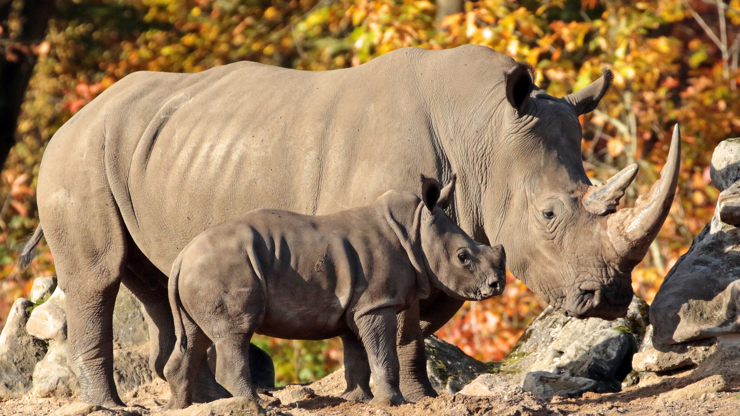 Обои носорог, живая природа, наземные животные, белый носорог, черный носорог в разрешении 2560x1440
